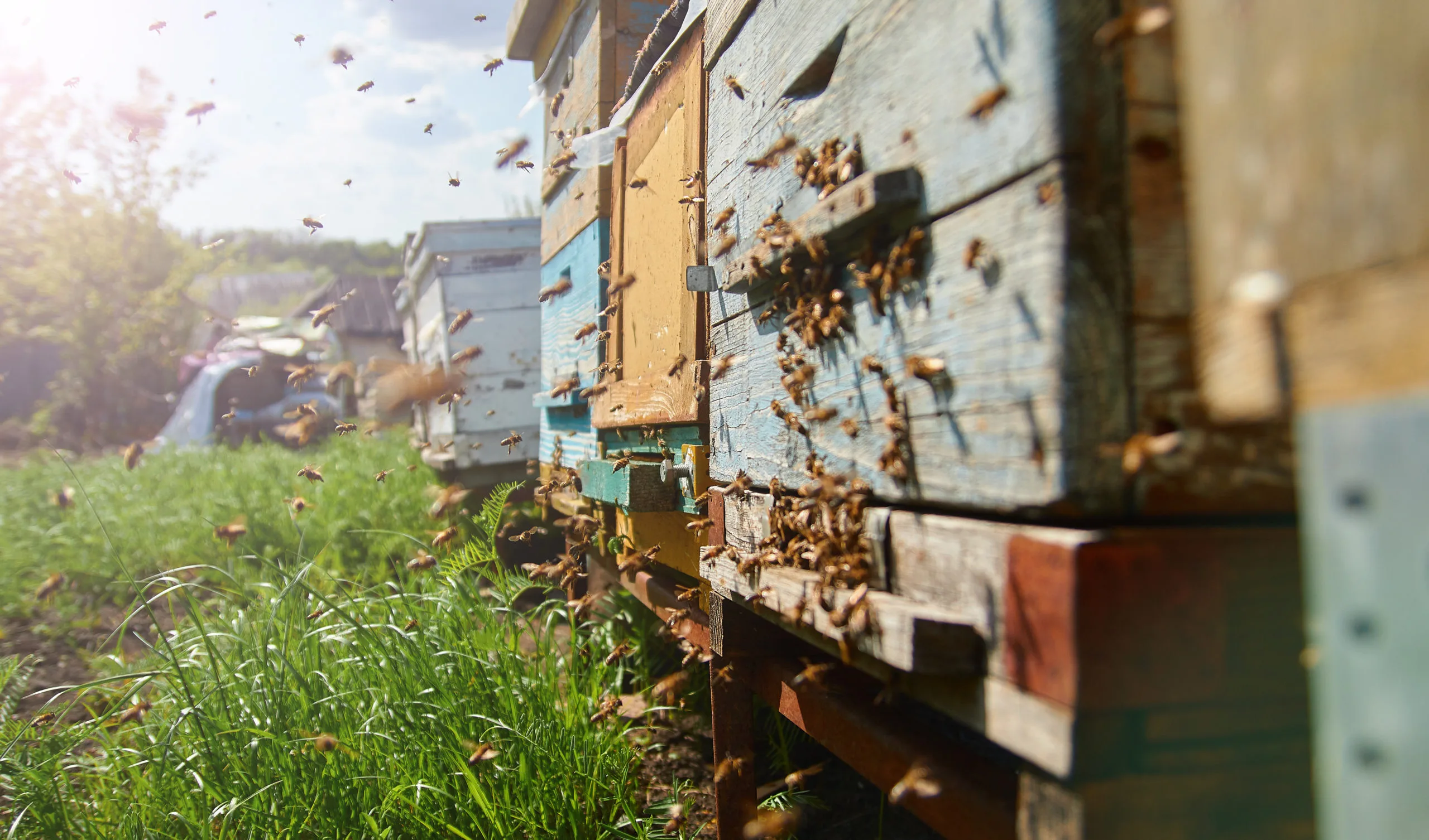 How scientists proved that bees can perceive time