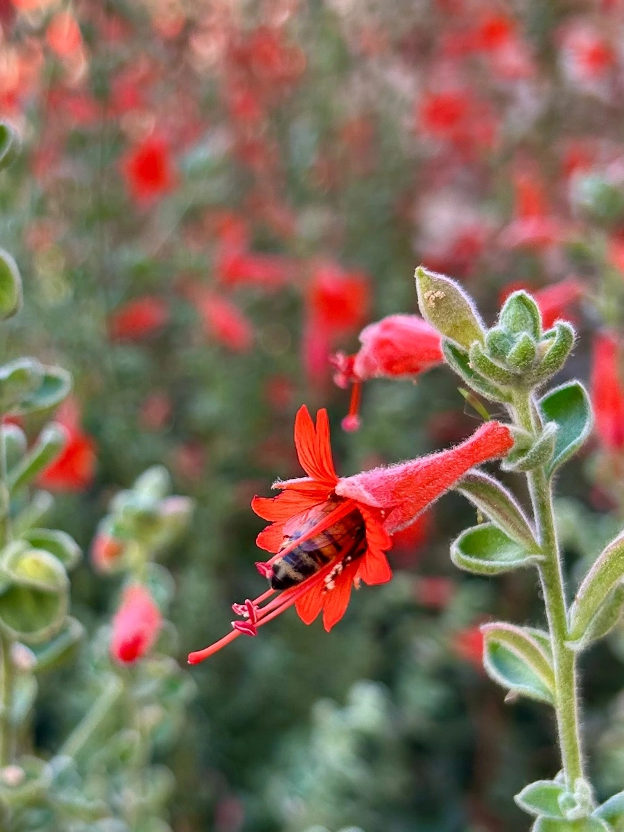Western honeybee snacking on California fuchsia.