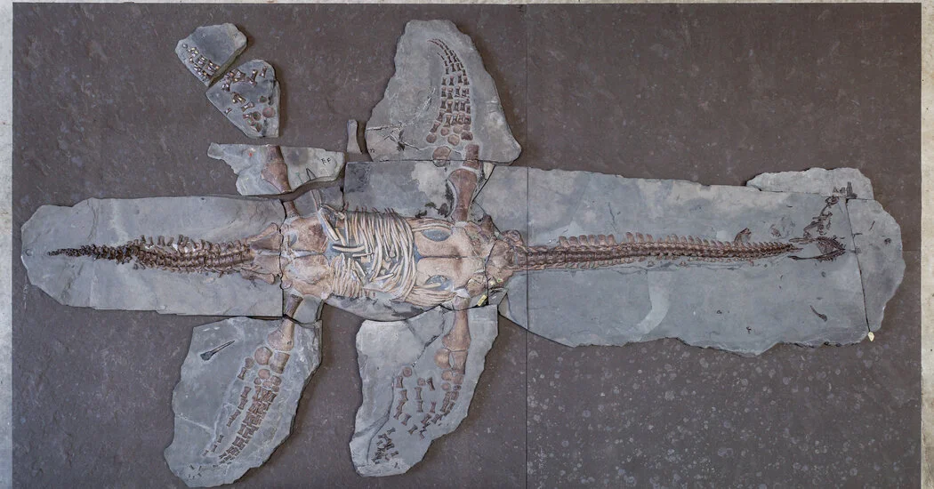 Fossils Preserve Both Skin and Scales from an Ancient Sea Monster - Lemmy: Bestiverse
