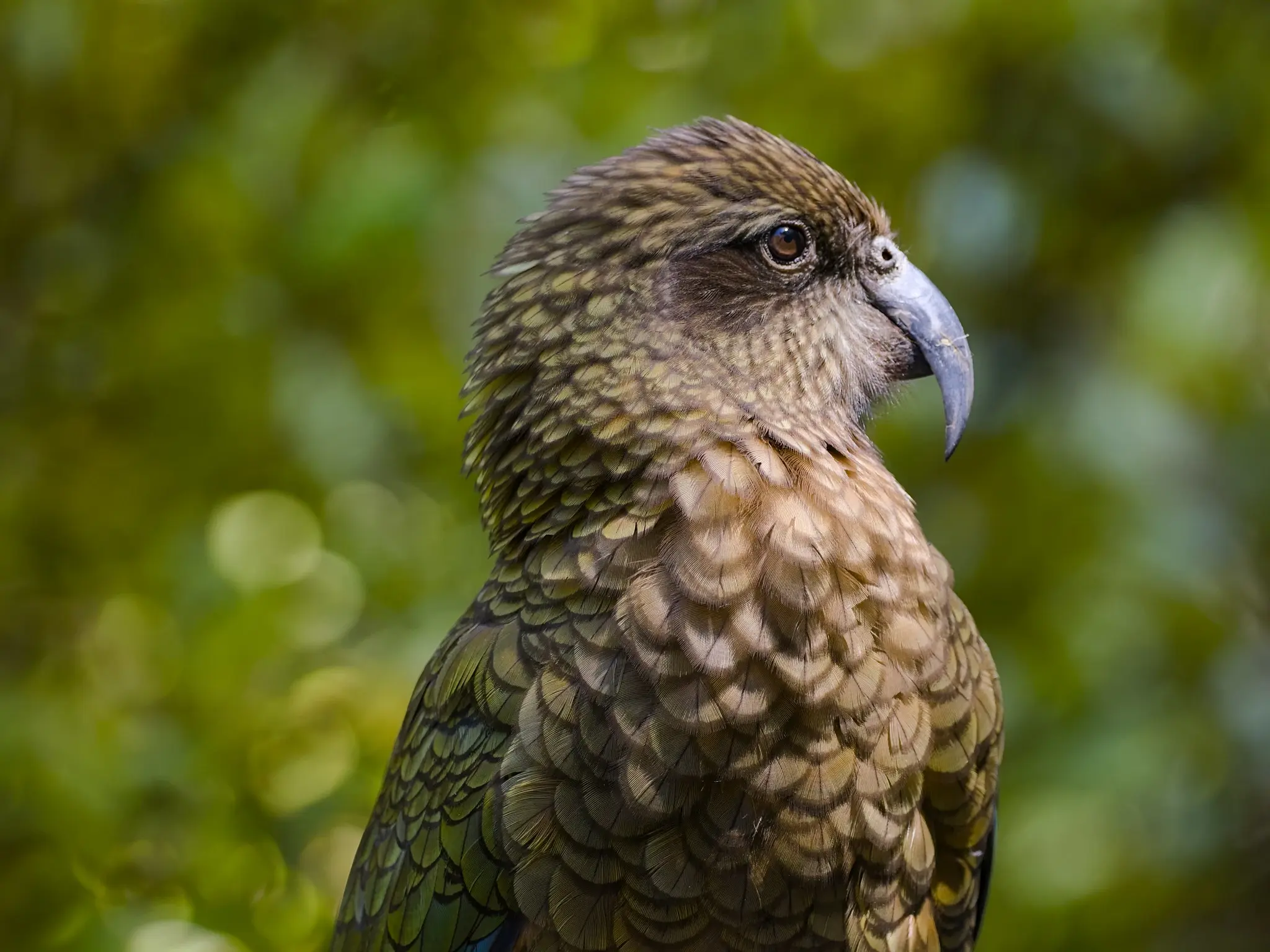 A close up upper body shot of a Kea, with a blurred background of green vegetation behind 