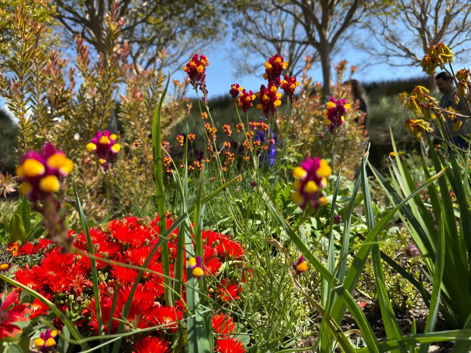 A brightly lit close up photograph of plants in a public garden, with some in in the foreground and background softly blurred from the camera focus. There are short, bright red flowers and taller flowers that are hot pink and yellow, grasses that are seeding, and trees in the background. 