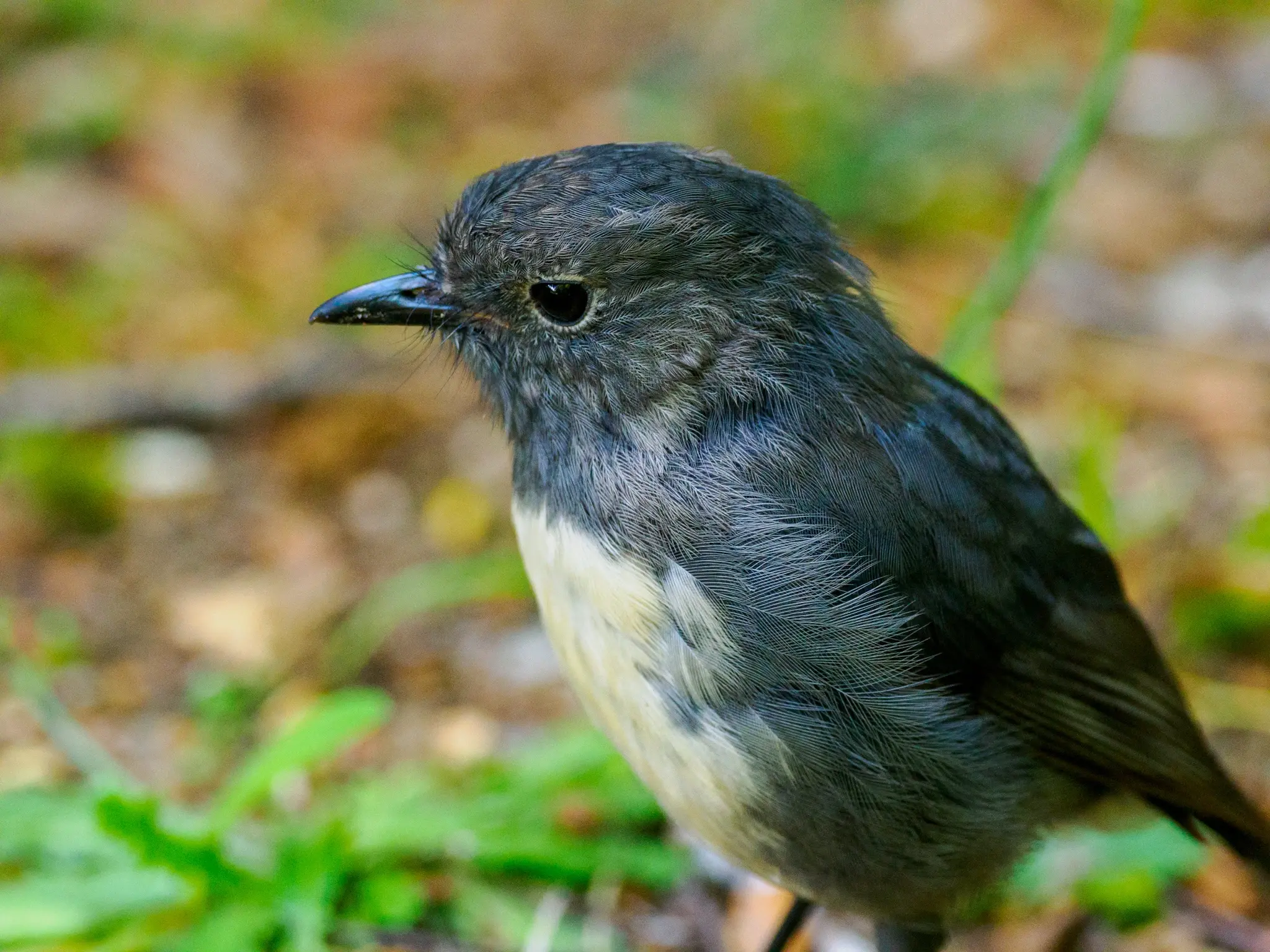 A small black sparrow sized bird with a white chest, standing on grassy ground