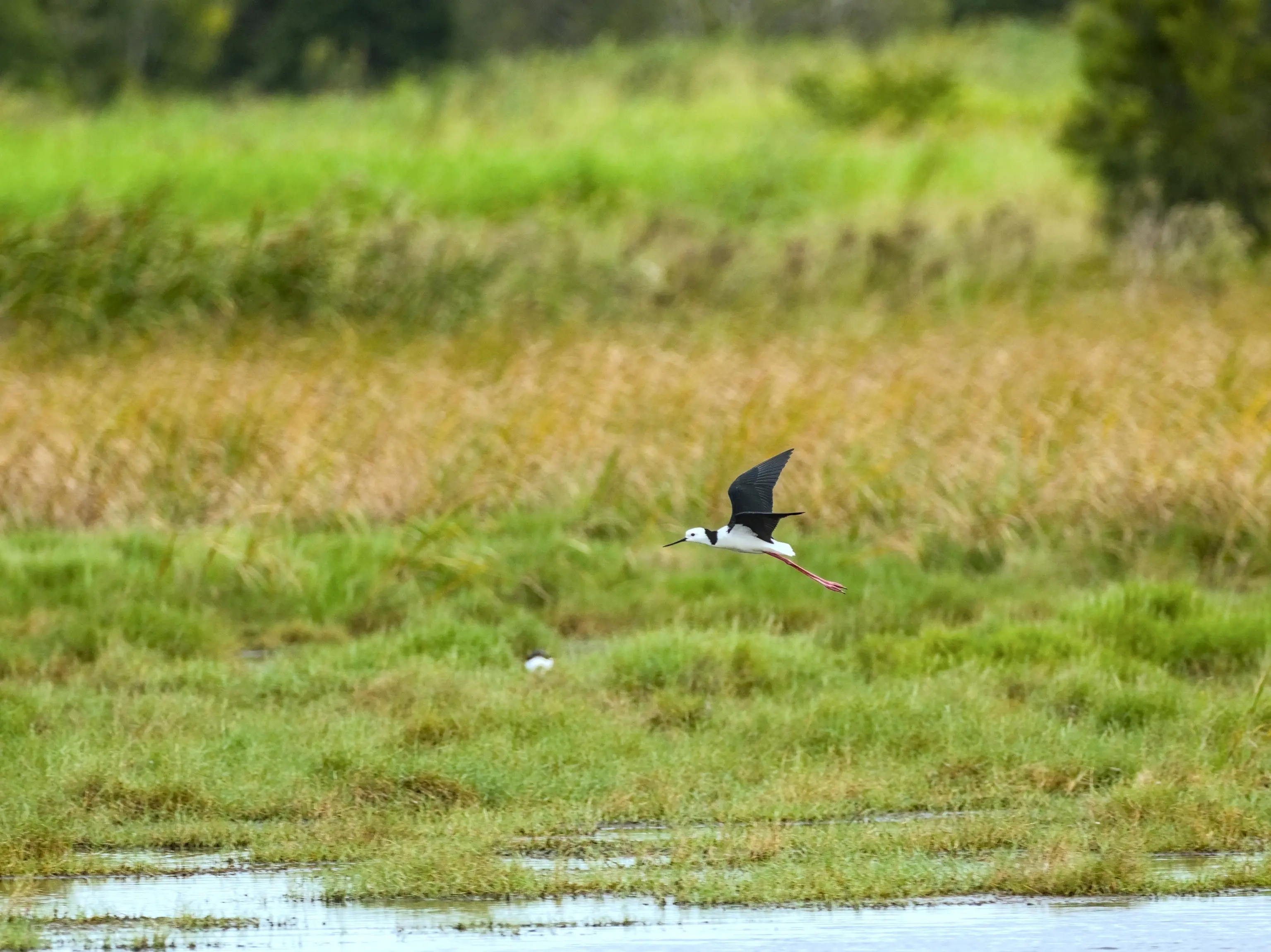 A pied stilt in flight, flying low over wetlands, water below it, grass and yellow green growth visible behind it