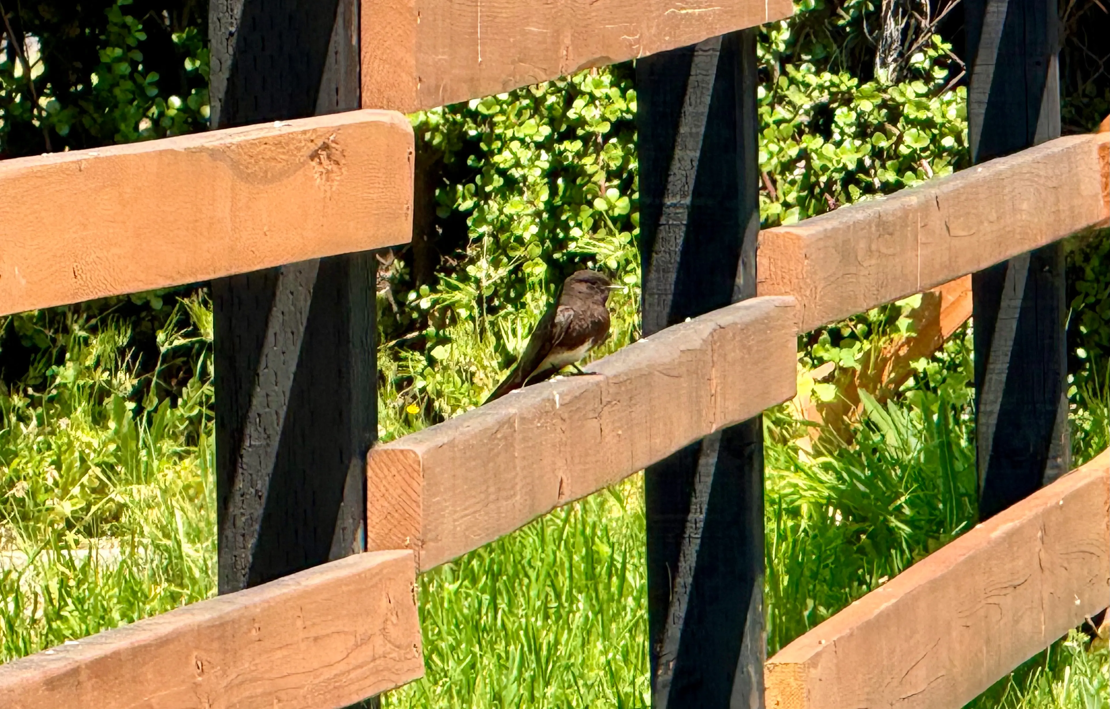 A black phoebe (a small black perching bird with a white belly) sitting on a wooden fence with black posts, partially shaded by the rail above it. A green, overgrown lawn and hedges are in the background.  