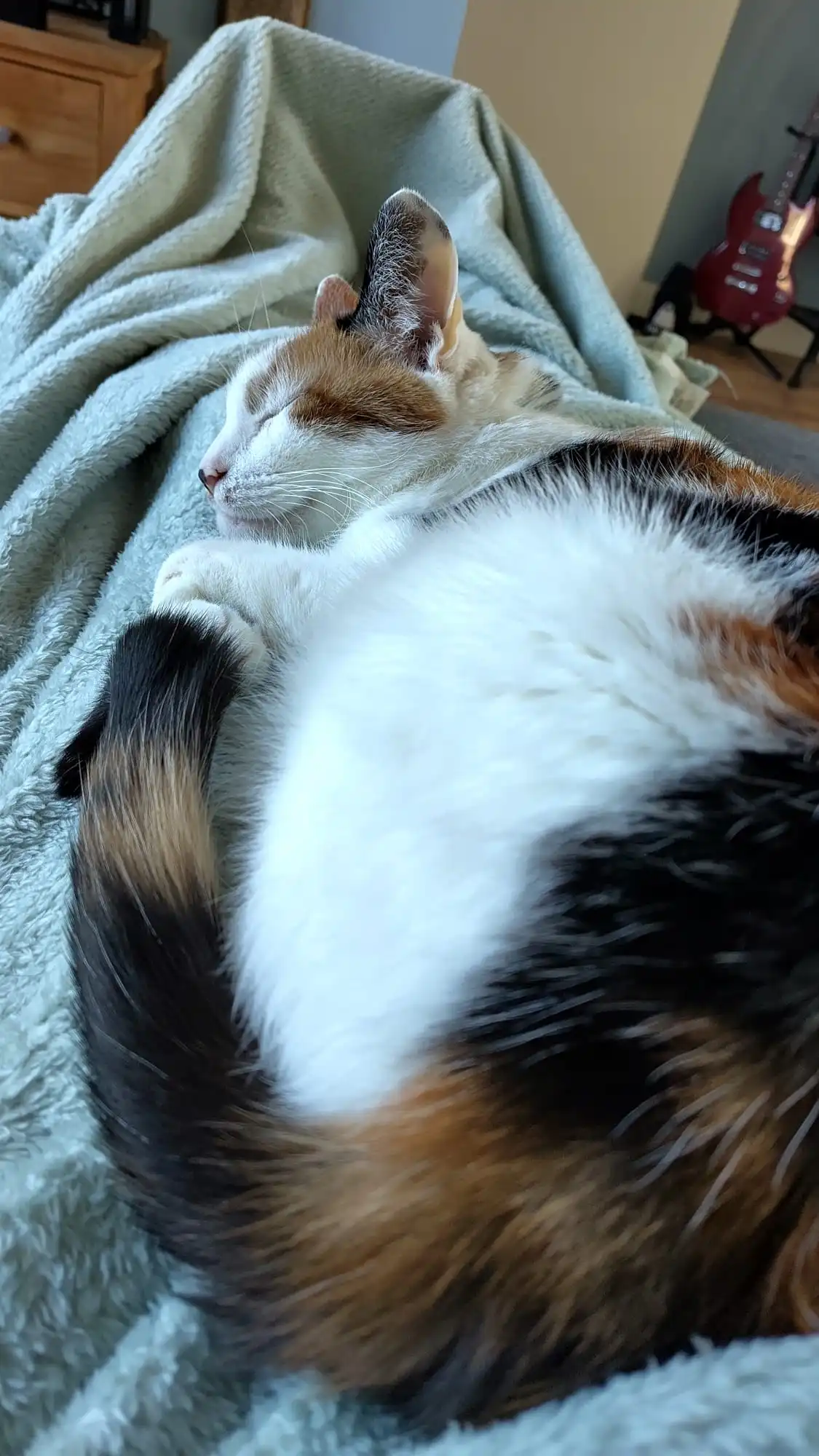 cat laying very cute