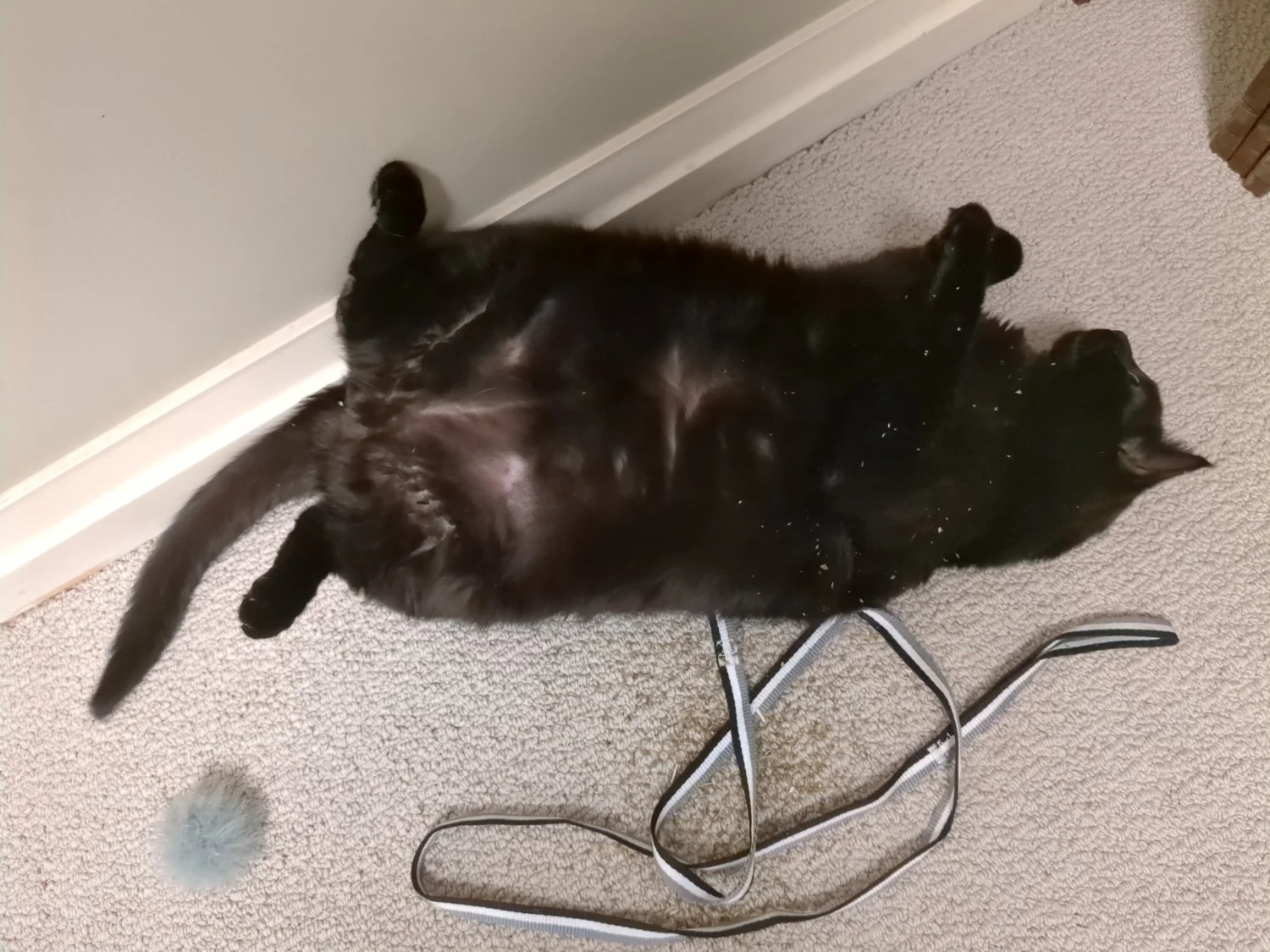 A black cat lying on its back. There are specs of catnip powder.