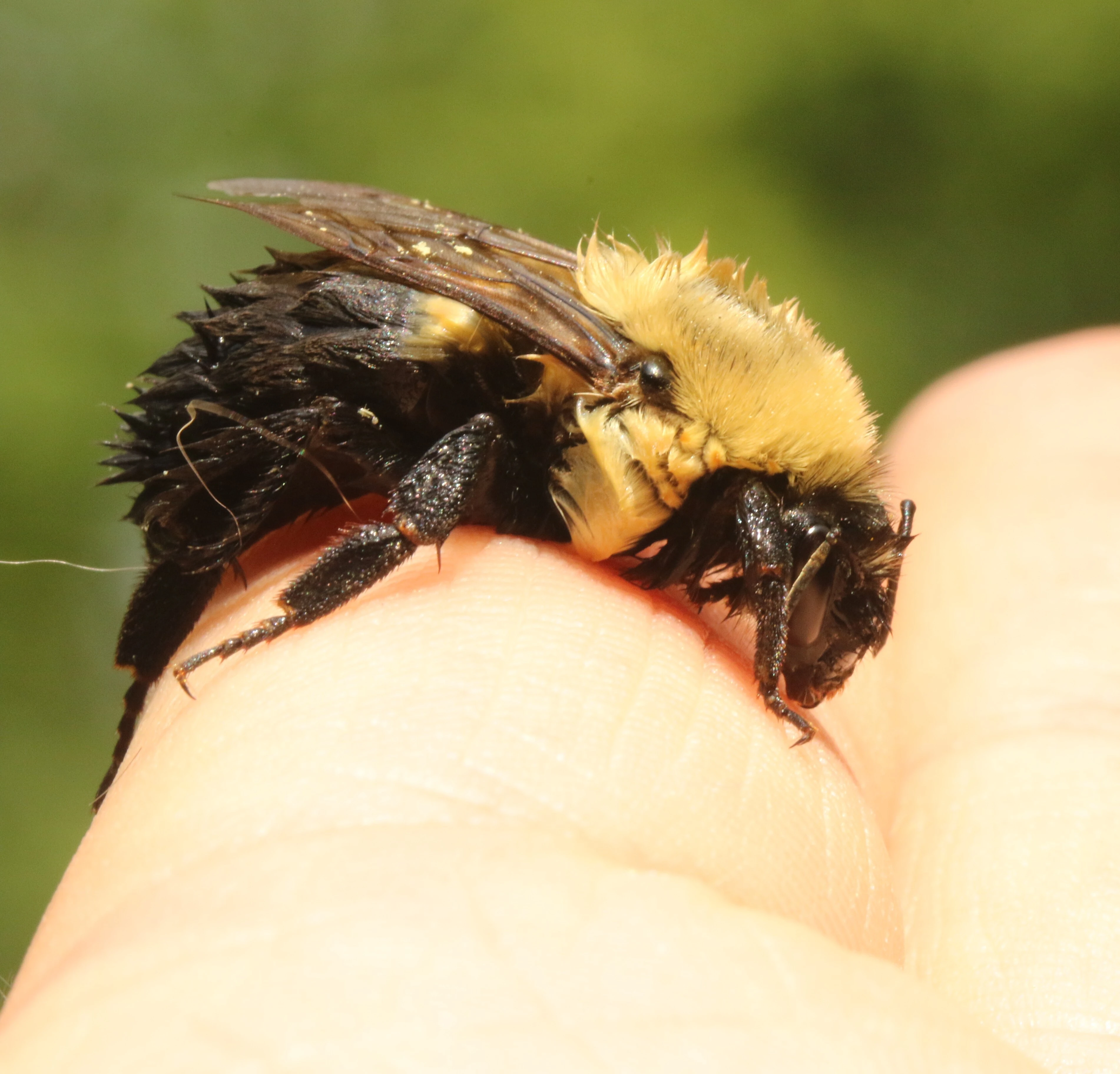 Wet bee resting on my finger