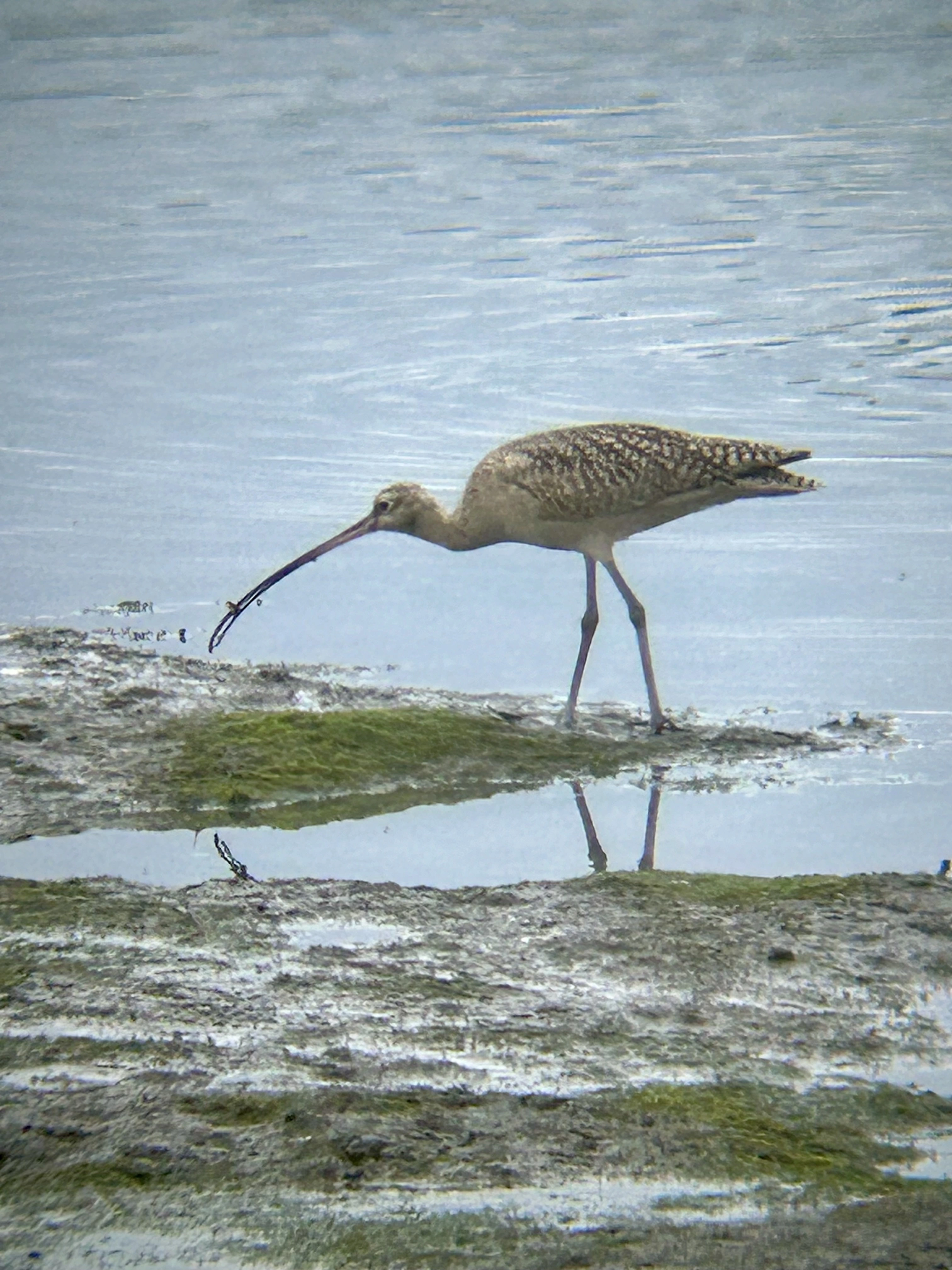 A buff colored long legged wading bird stands on a mudflat at the waters edge. The bird holds a small crustacean in its very long bill. 
