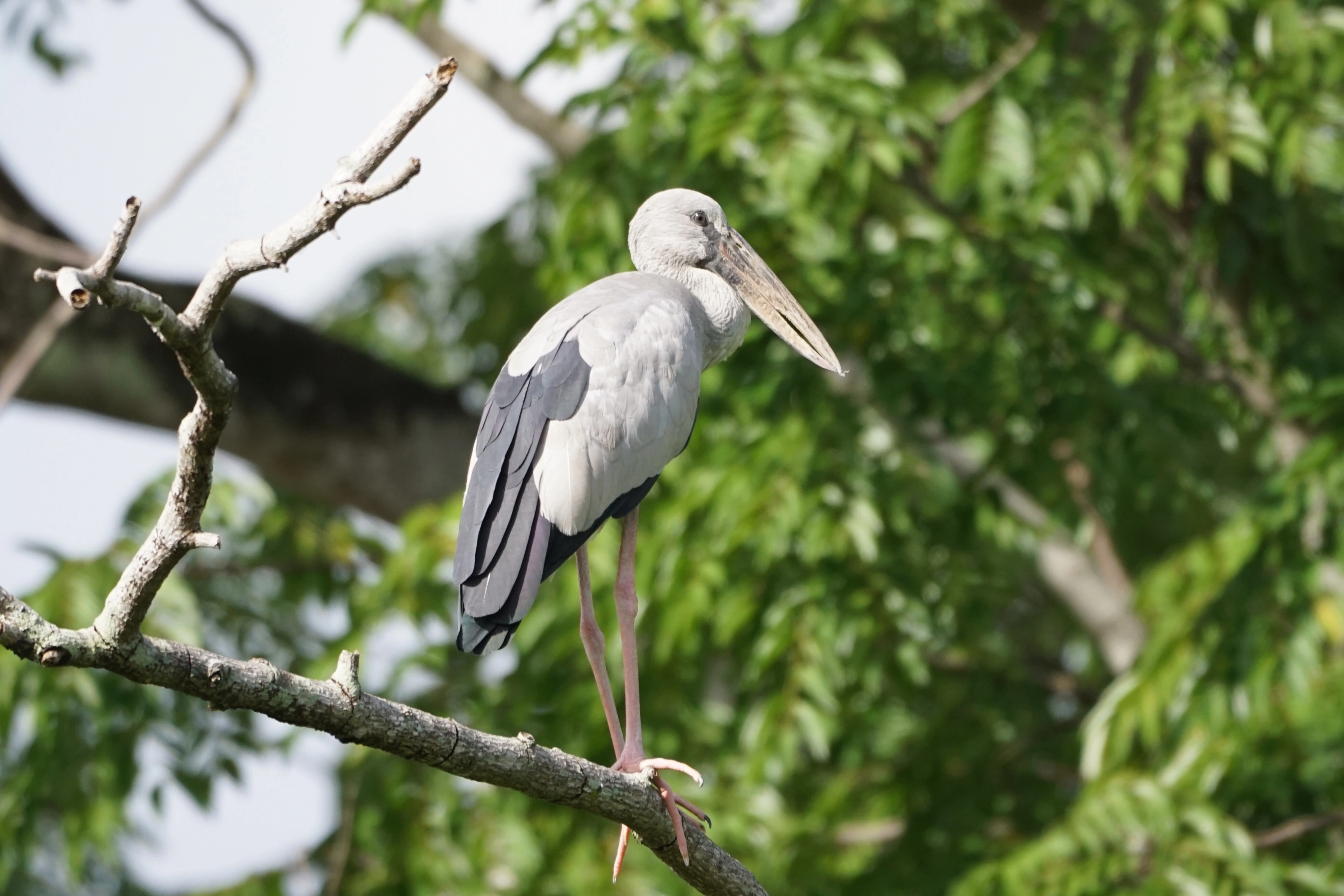 Asian Open-billed Stork - Lemmy.World