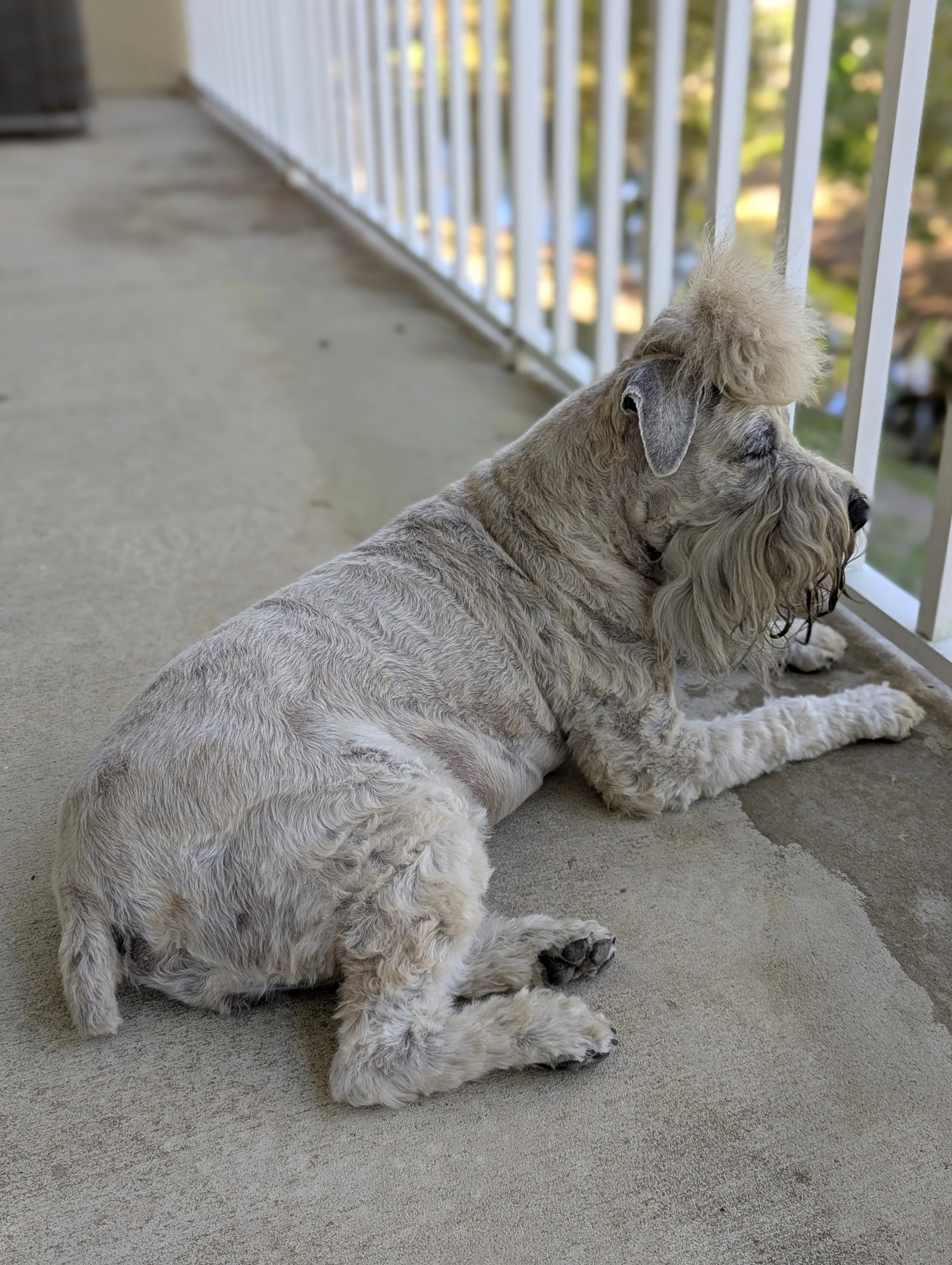 A very good boy