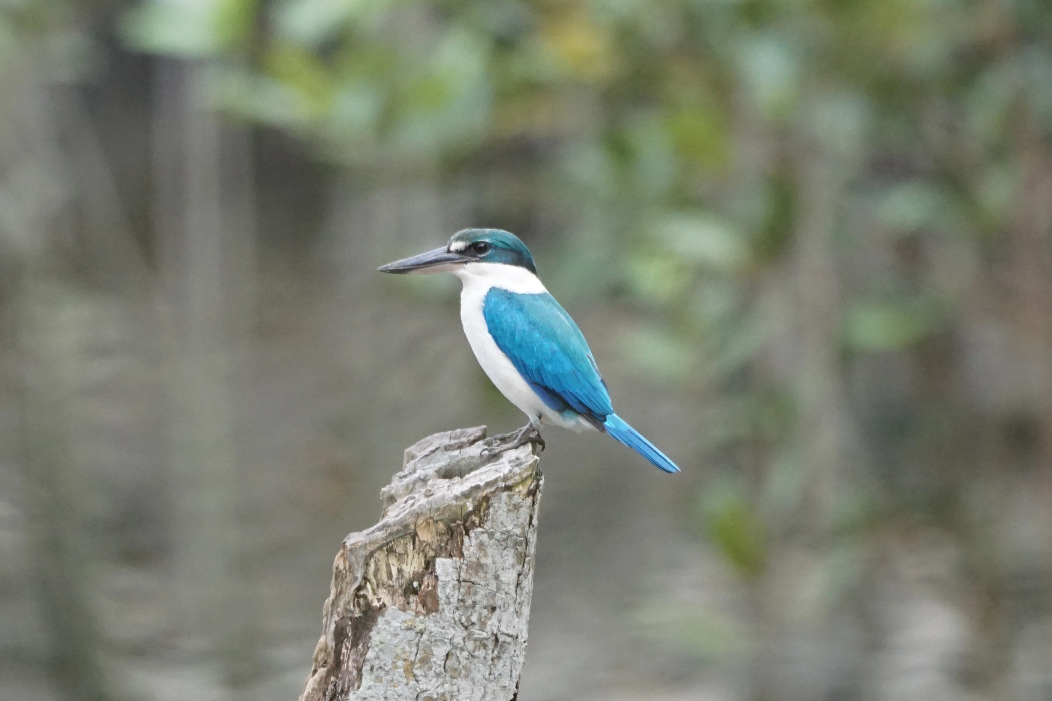 A very bright blue Collared Kingfisher - Lemmy.World