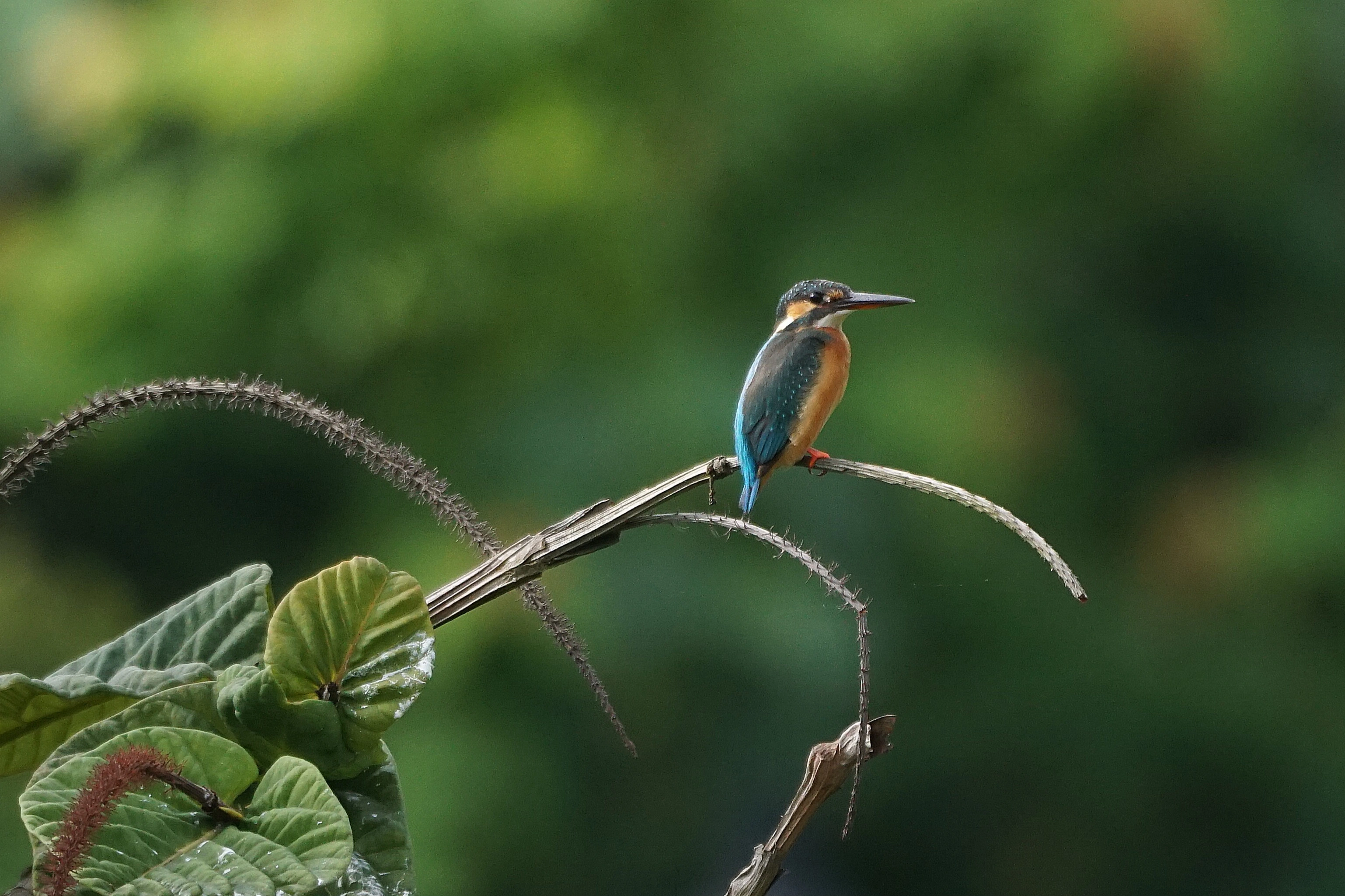 Common Kingfisher - Lemmy.World