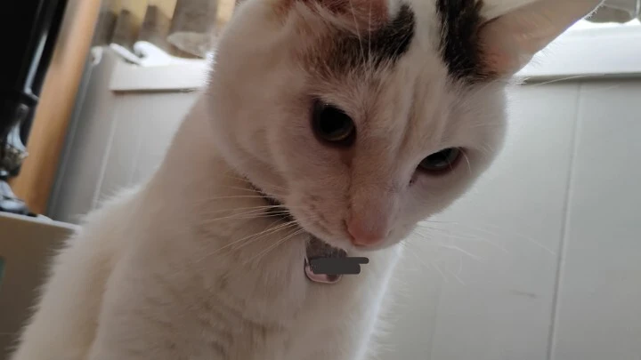 The offender in question; a white cat with black spots on his head