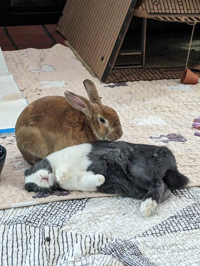 "Your honor, he snatched the banana right from my mouth. I did what had to be done." - midwest.social
