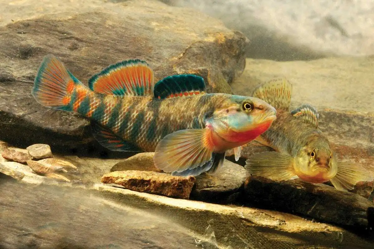 Fish diversity resurges in restored Sand Run Stream
