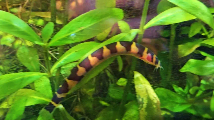 Kuhli loach in my planted tank