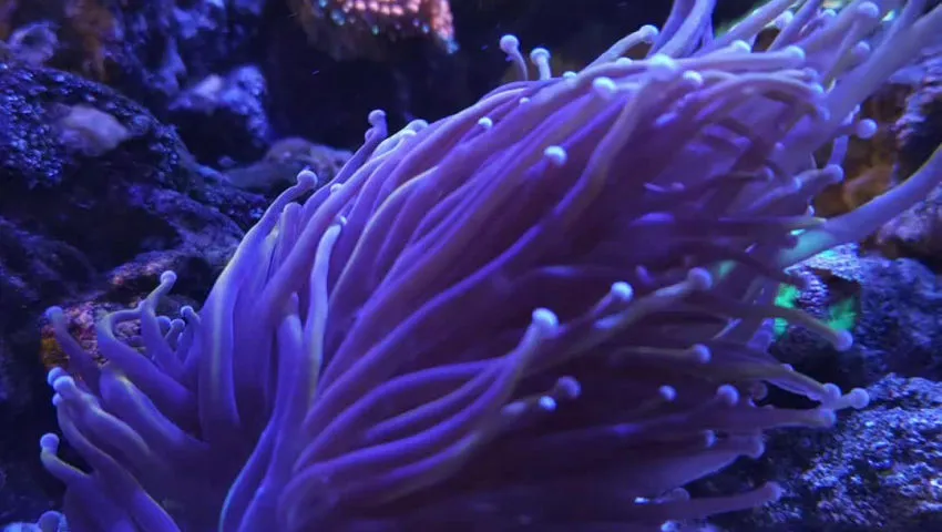 Torch coral in my tank enjoying the current