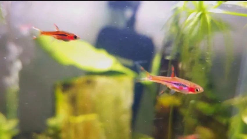 Chili Rasboras swimming in my planted aquarium