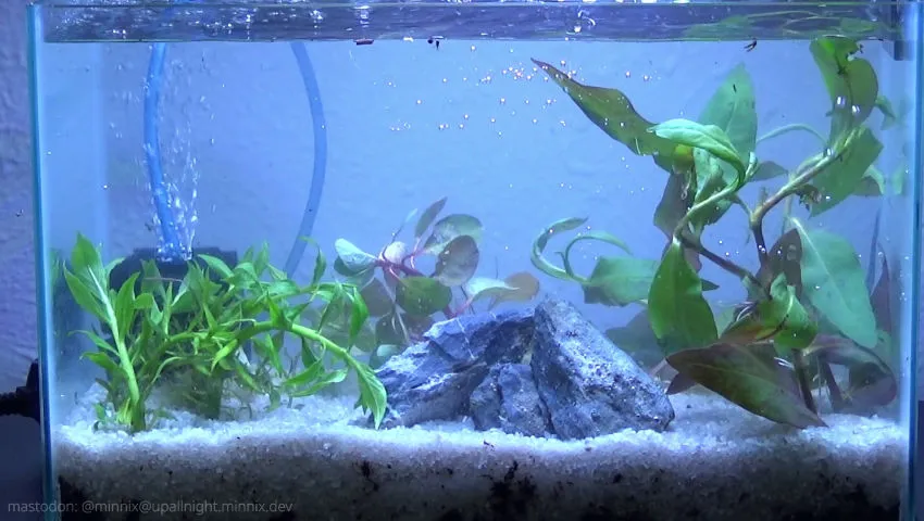Creating a Natural Aquarium
