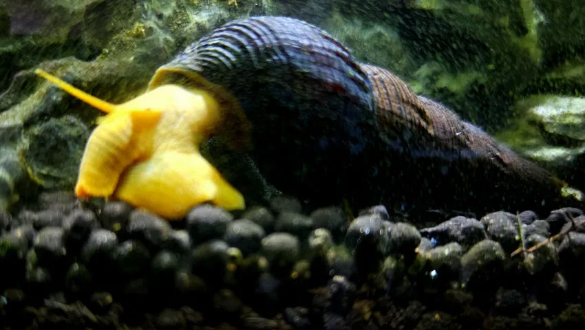 Rabbit snail in a planted aquarium