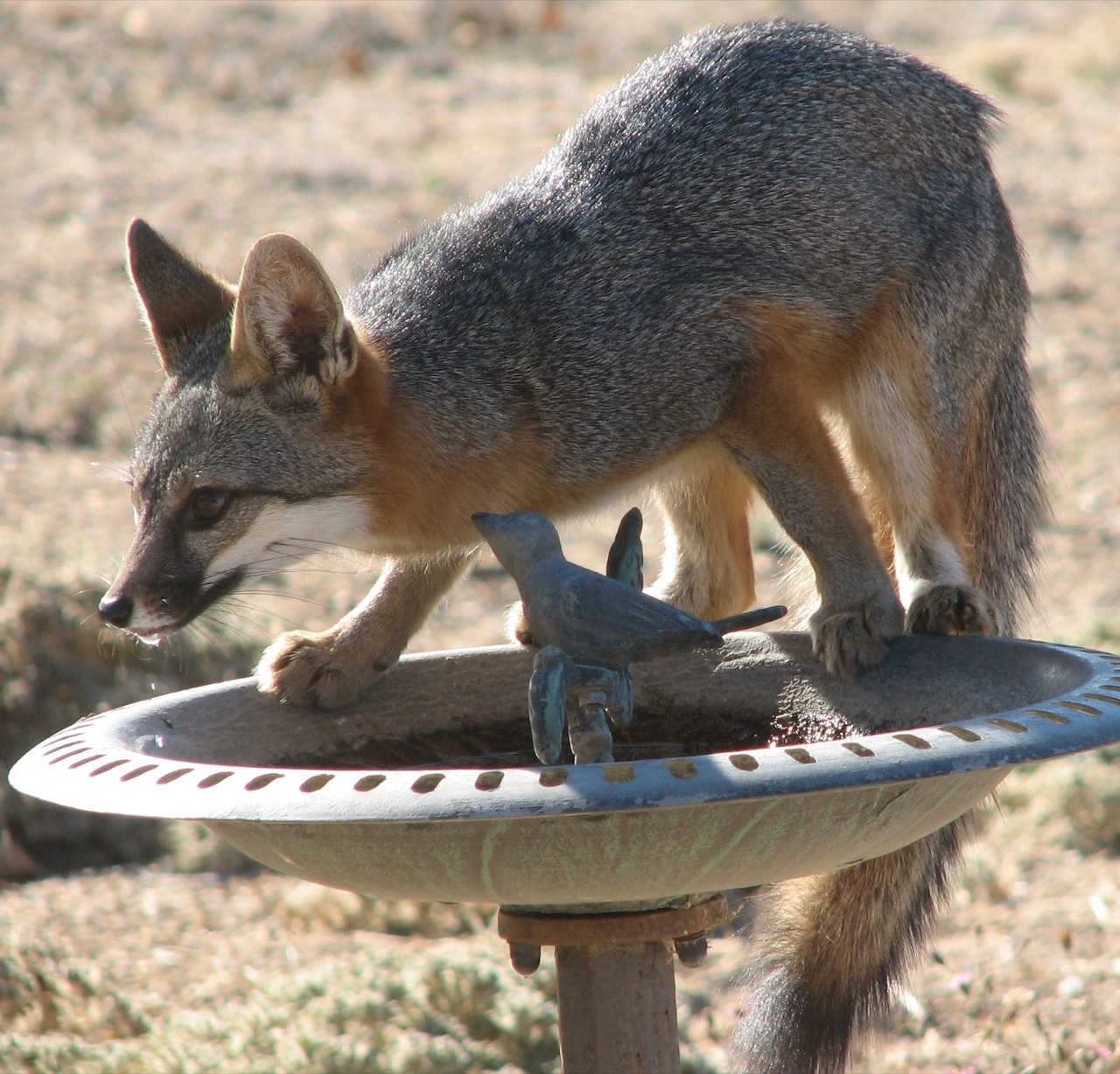 A gray fox standing on a bird bath