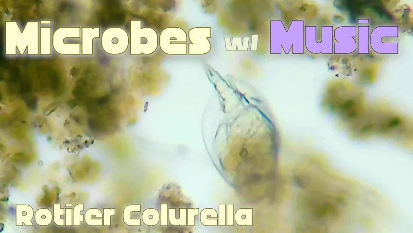 Rotifera Colurella