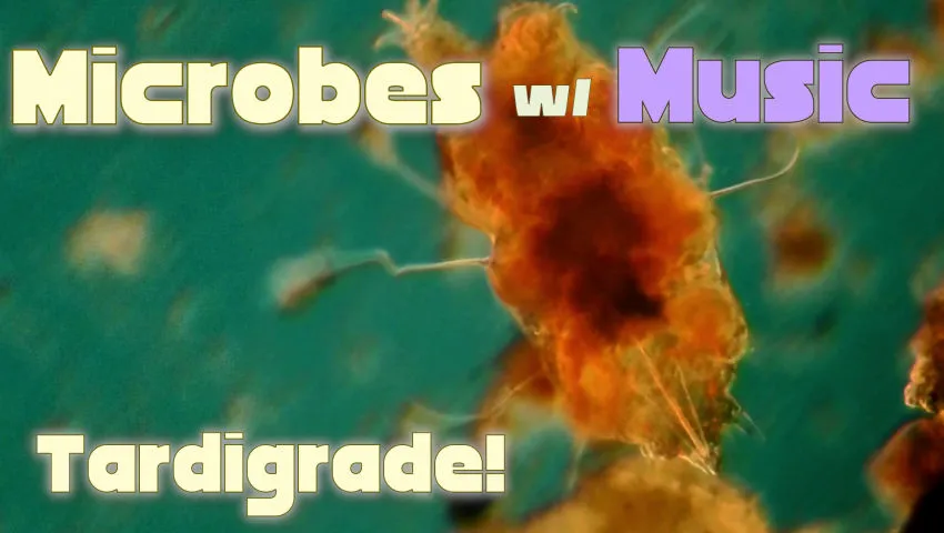Tardigrade!