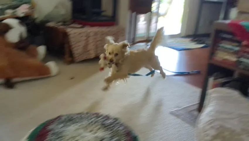 Teddy wants to go walking!