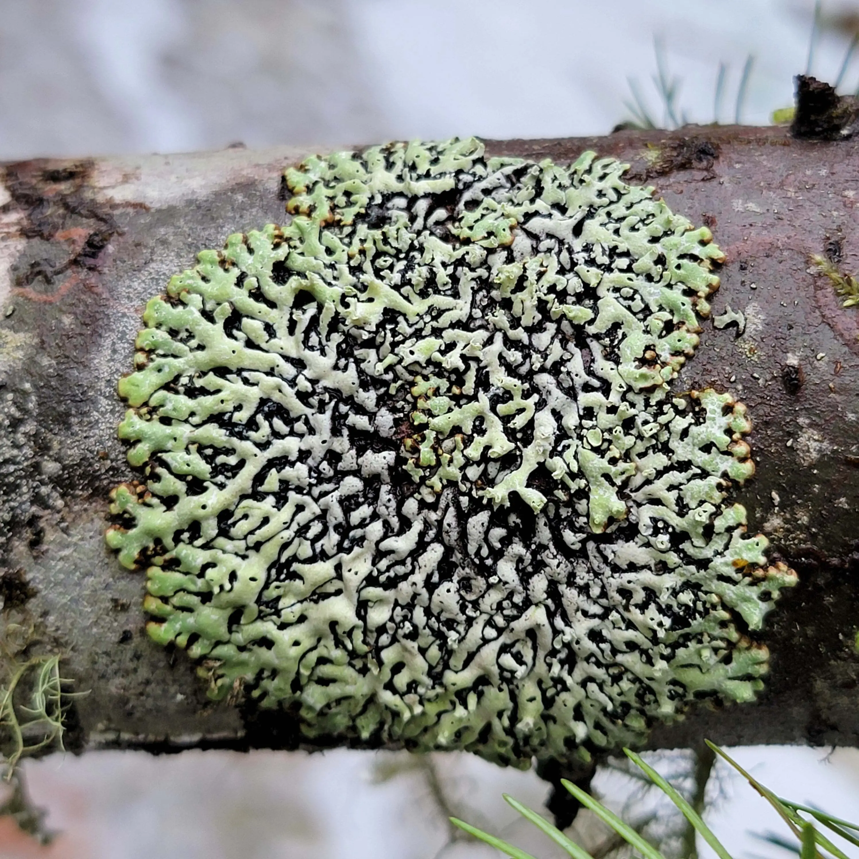 [OC] Menegazzia Terabrata lichen during a snow melt - programming.dev