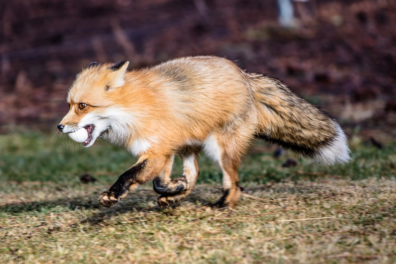 Fox runs with egg in mouth