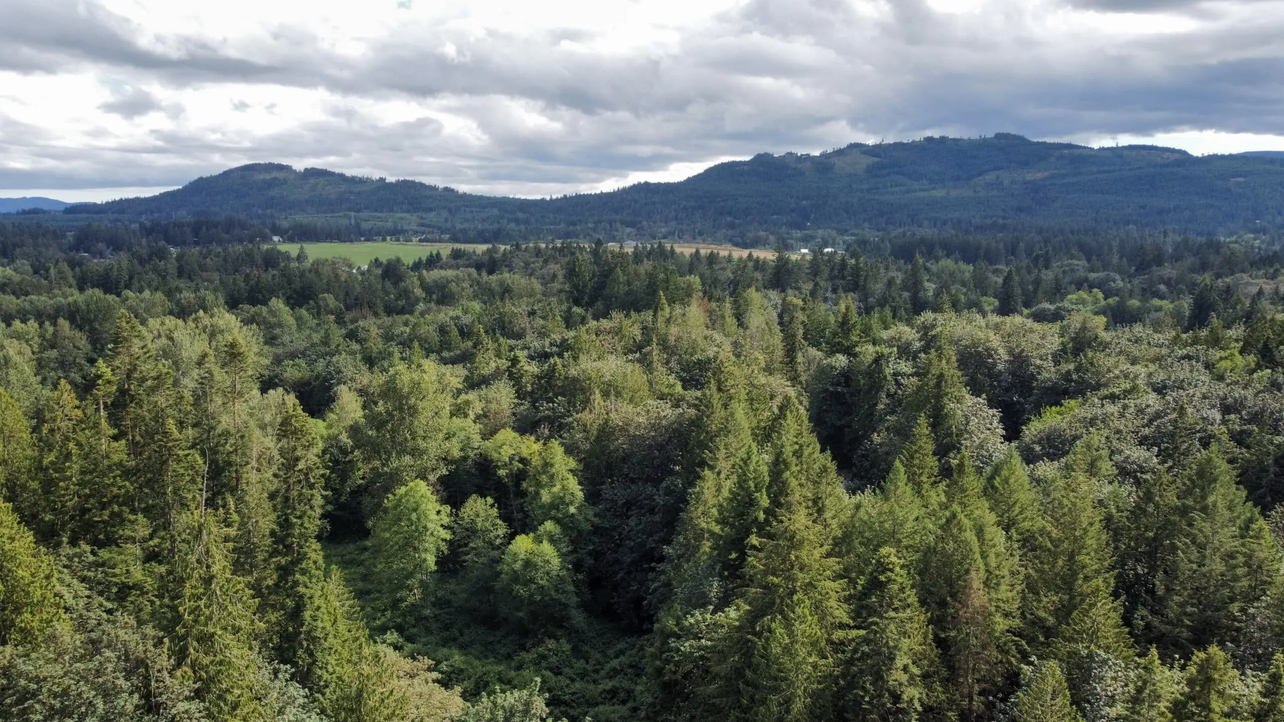 This is what Cowichan voters say matters to them this election – The Discourse.