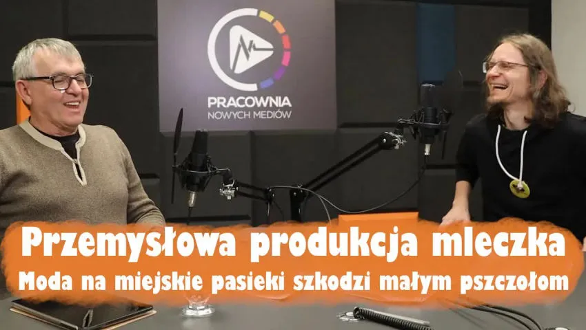 Moda na miejskie pasieki szkodzi małym pszczołom - Radio Warroza Pszczele Wieści