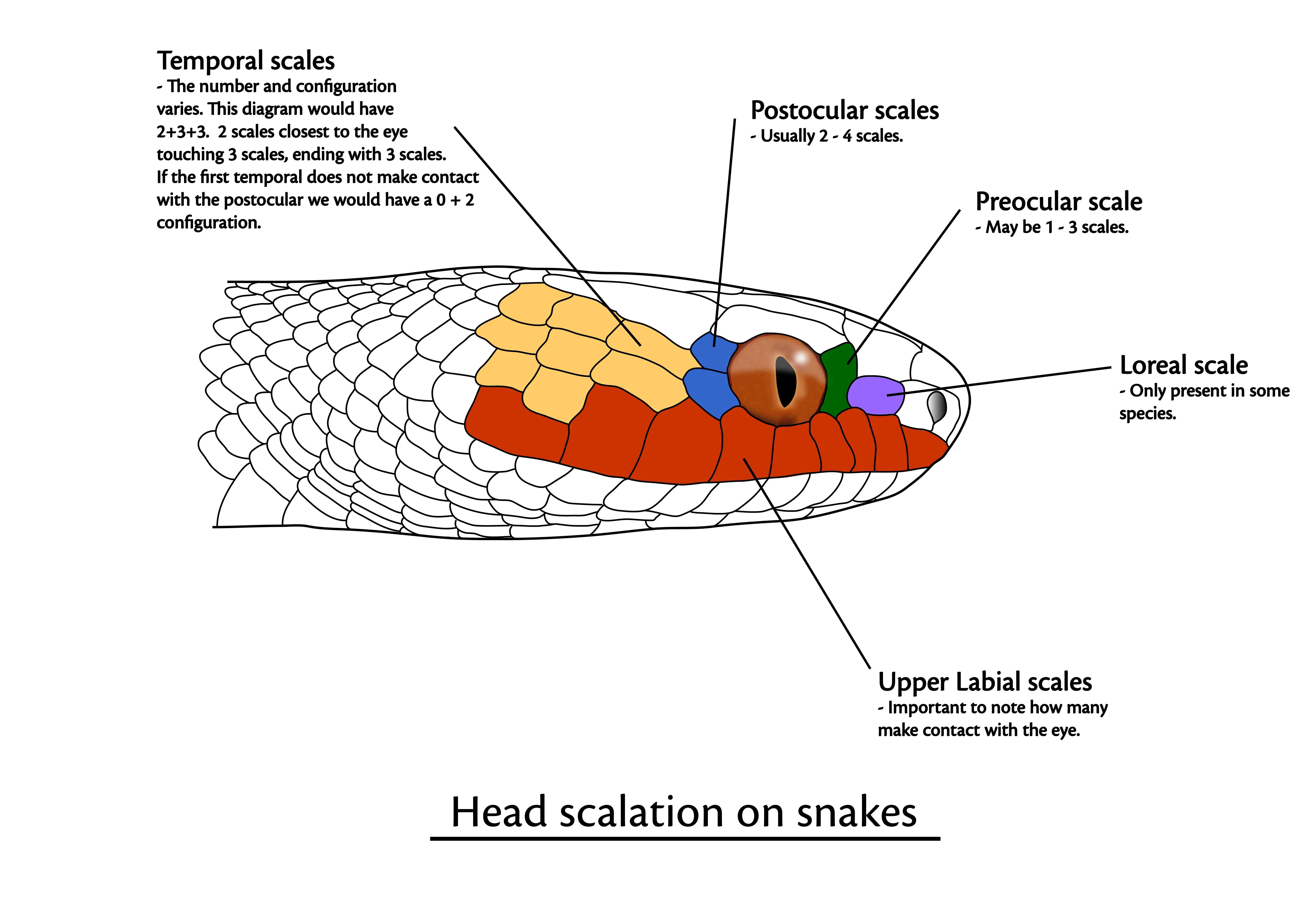 How to Identify Snakes? - African Snakebite Institute