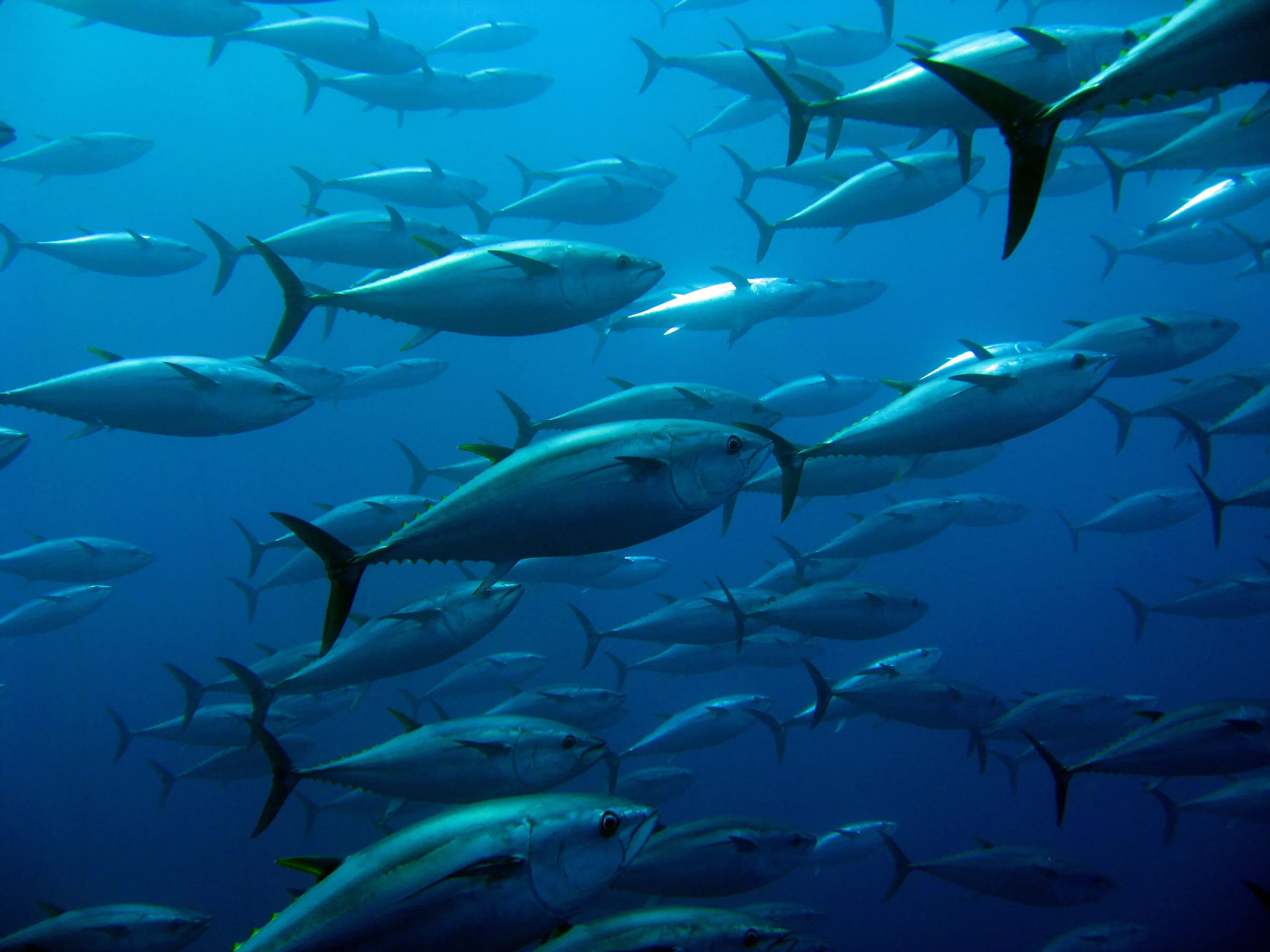 World Day for the End of Fishing and Fish Farming - Animal Protection Party Of Canada