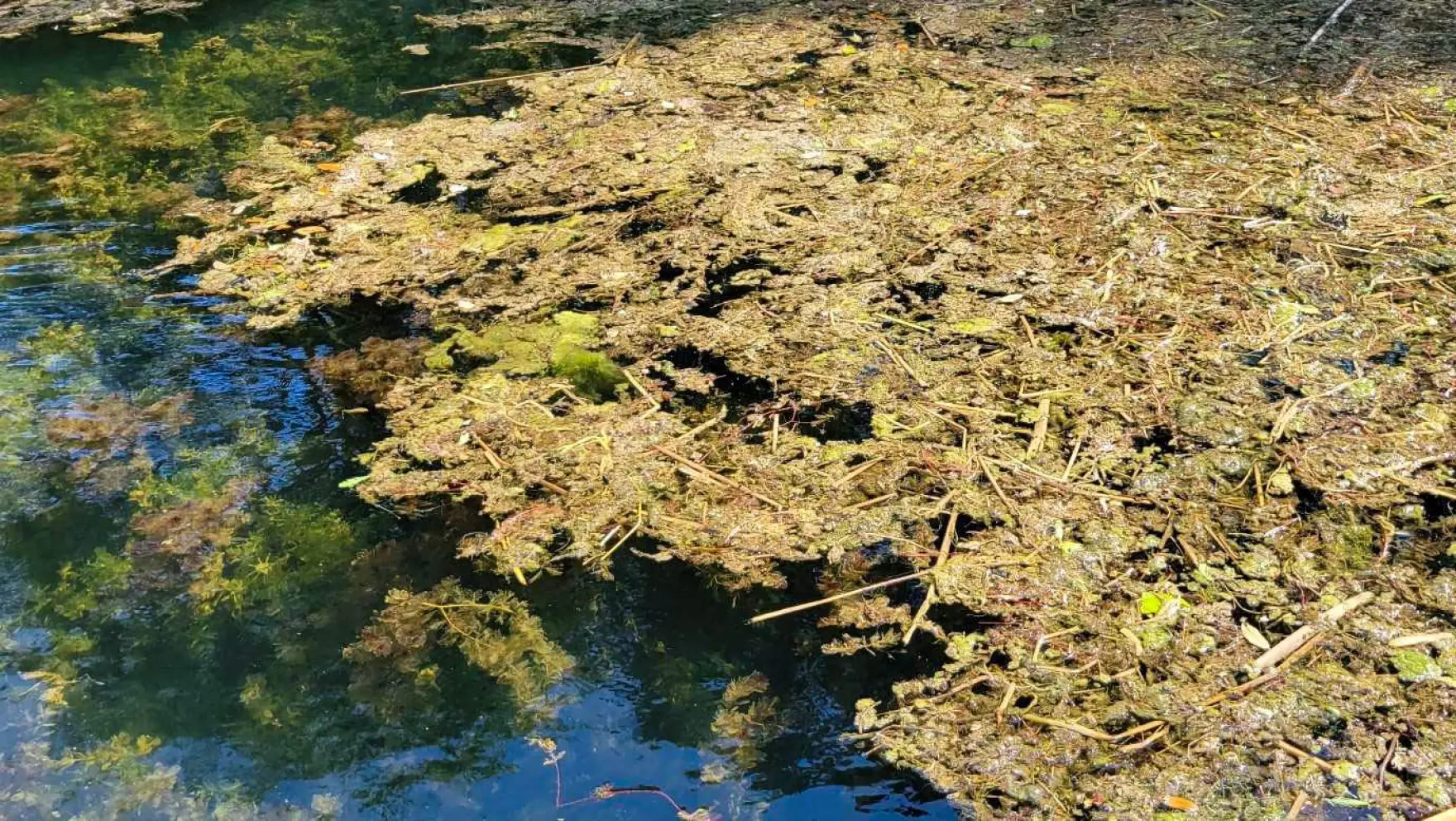 Rite of spring: Dog-killing algae makes an early appearance in Austin waterways - Austin Monitor