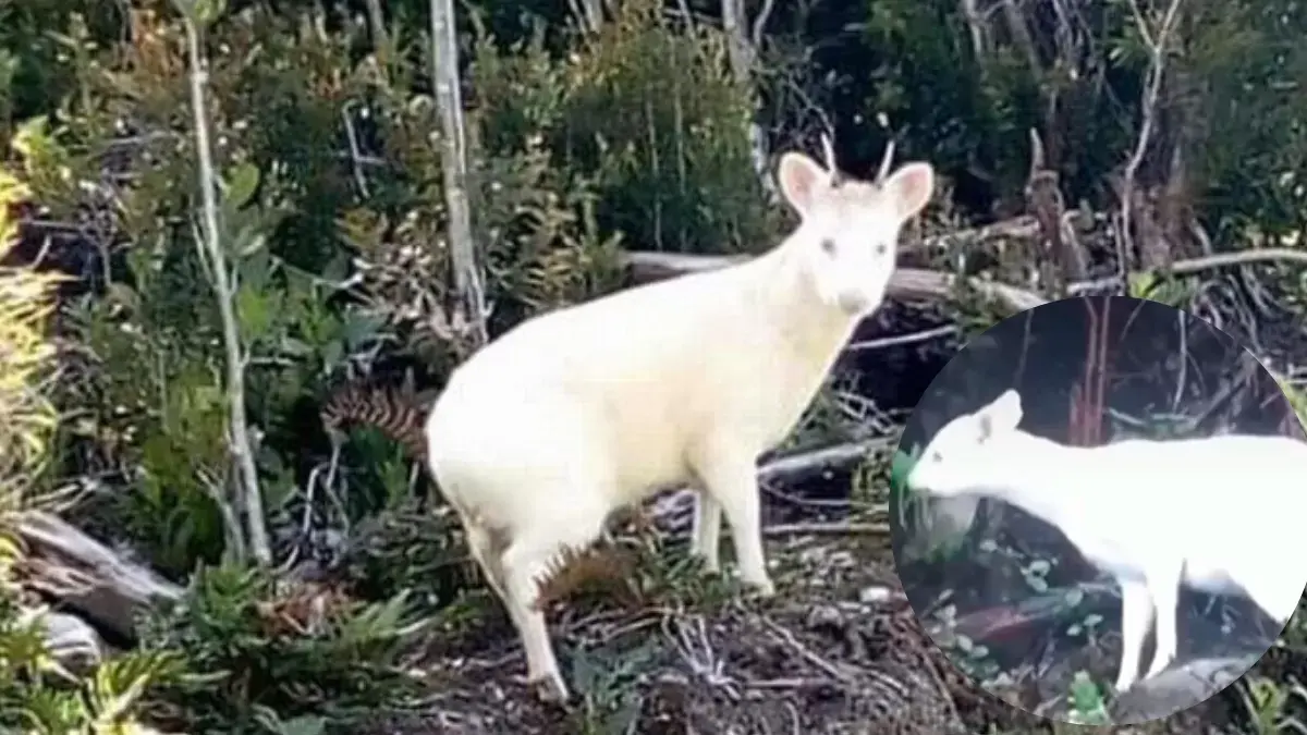 Casi tres años sin un avistamiento: Pudú albino sorprende en la región de Los Lagos
