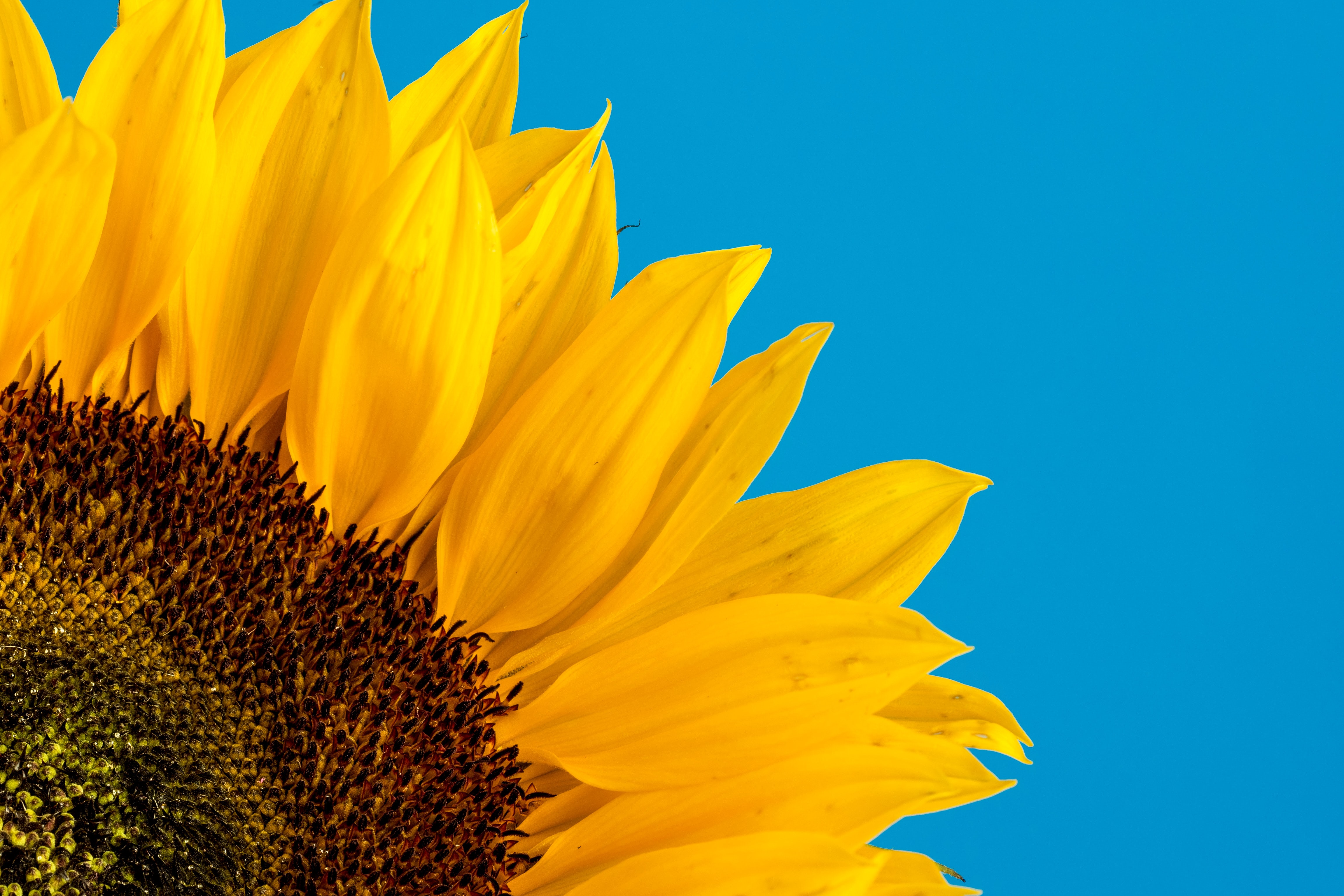 User banner