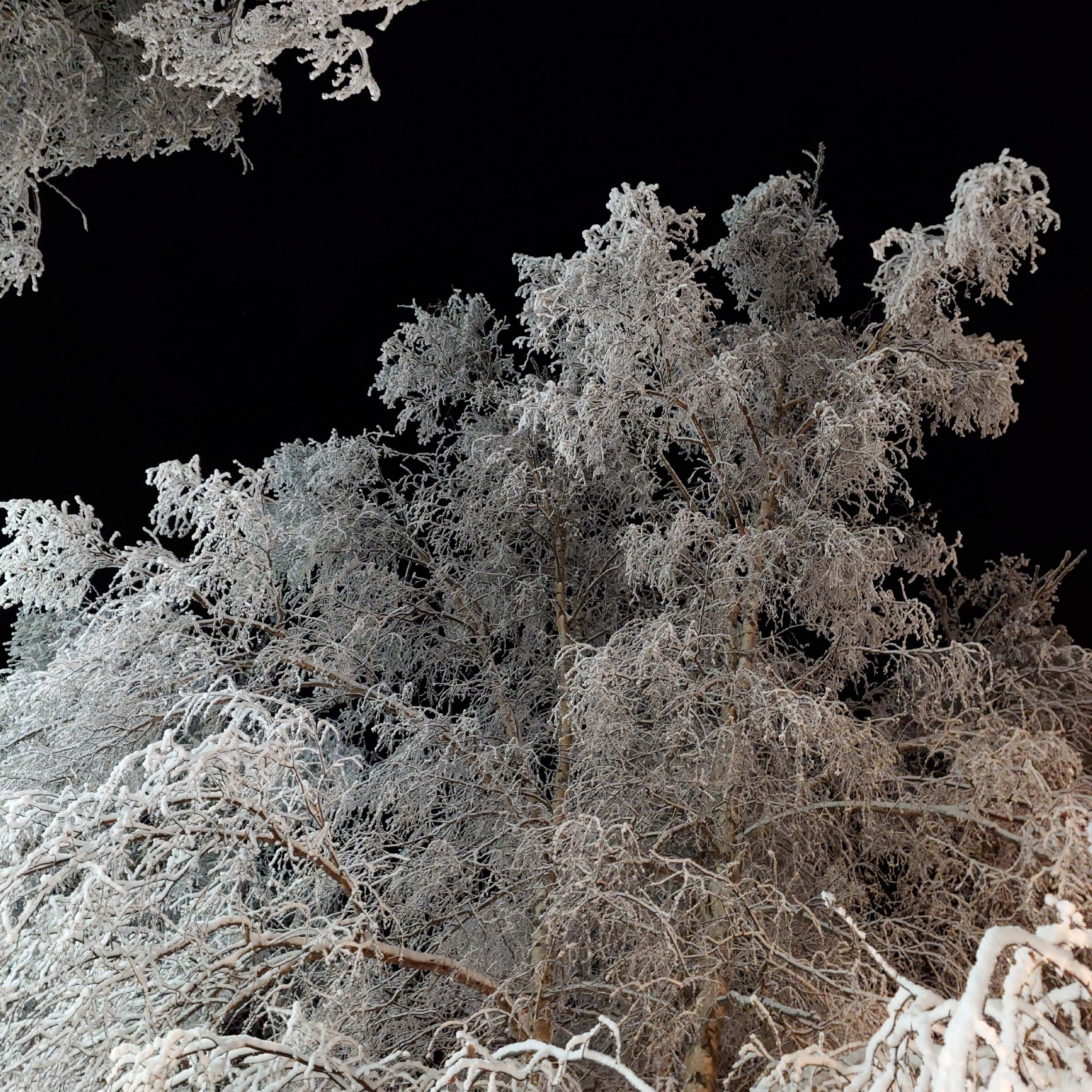 Birch trees covered in a heavy layer of frost.