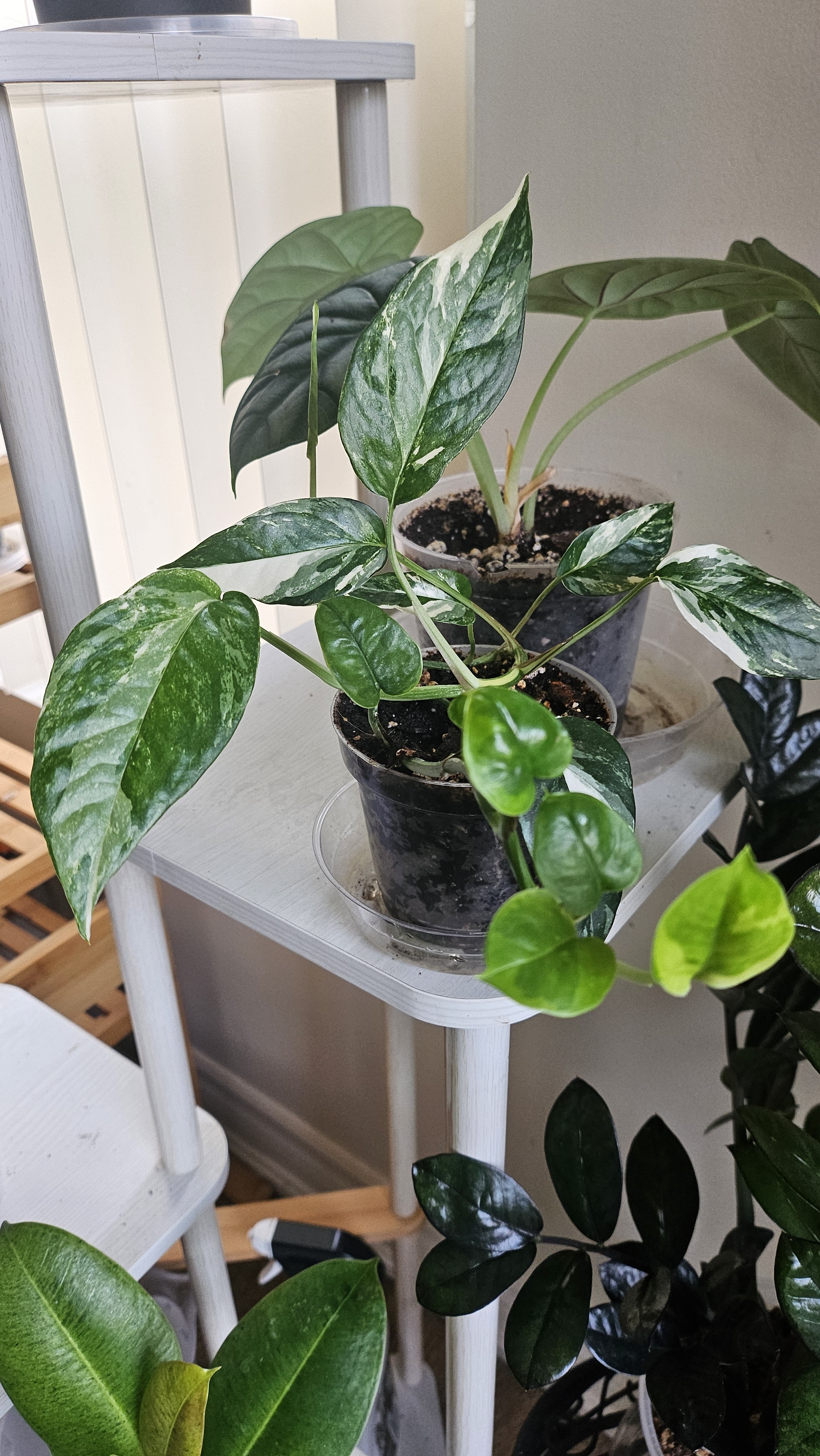 FrankenPothos 