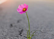 User banner