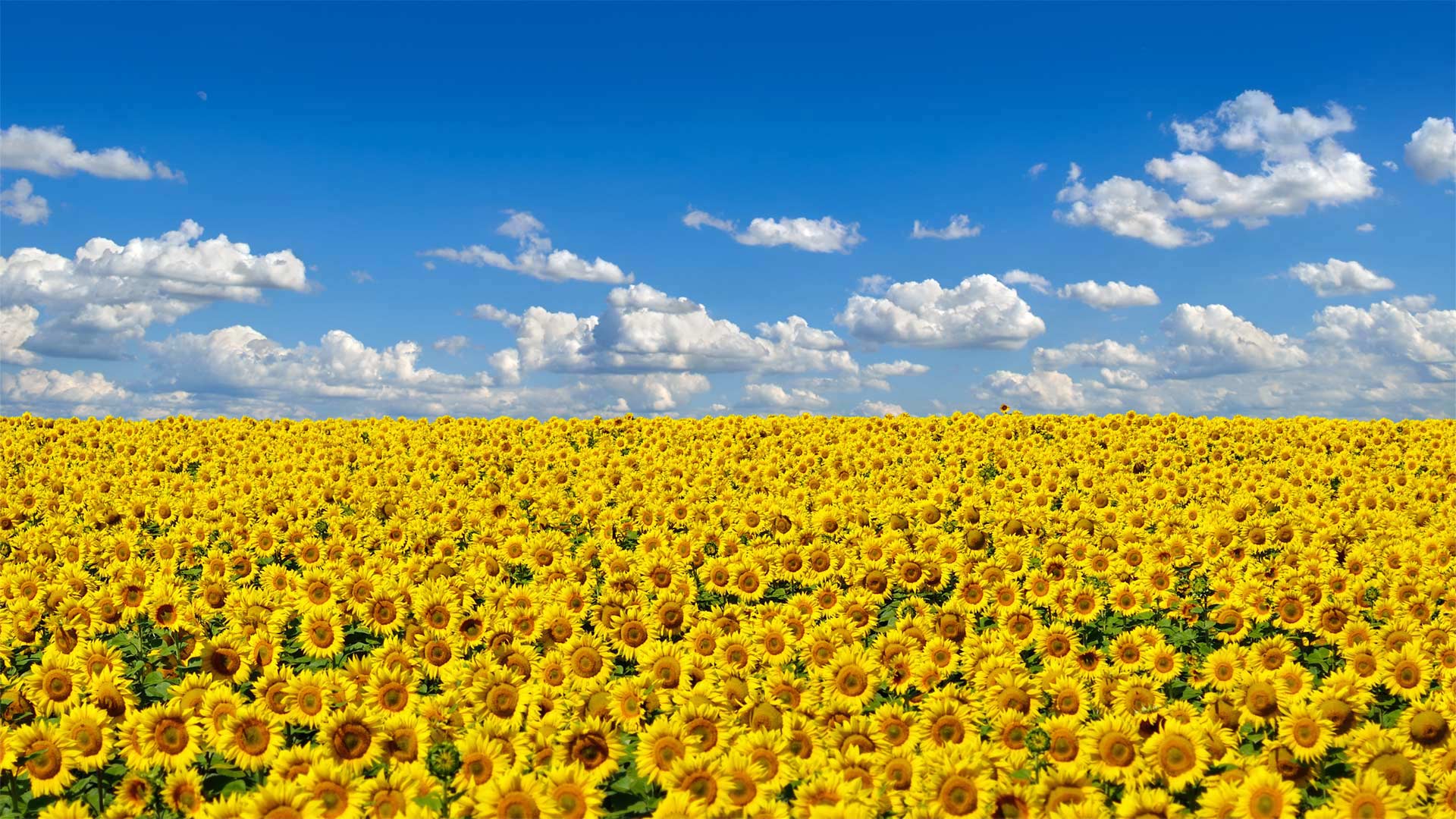 User banner