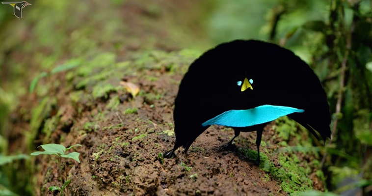 User banner