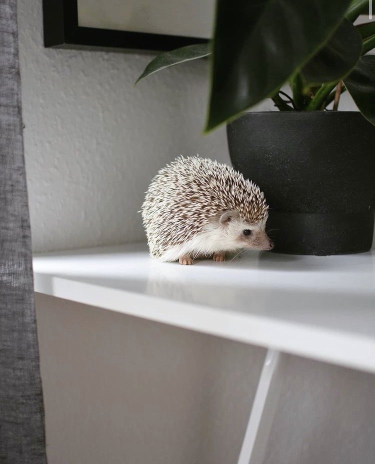 User banner