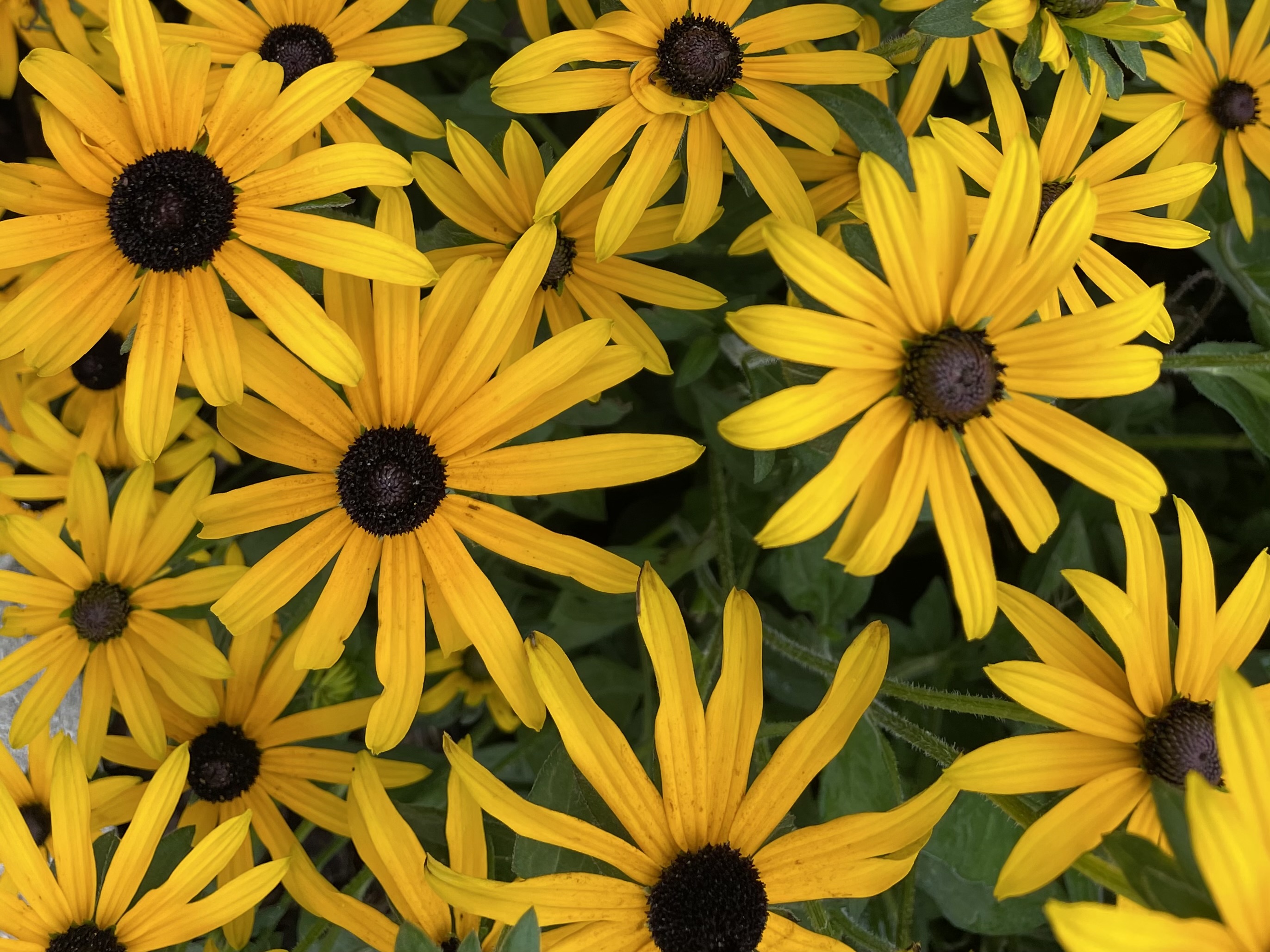 User banner