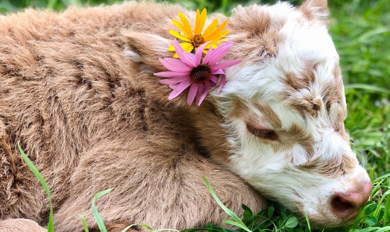 User banner