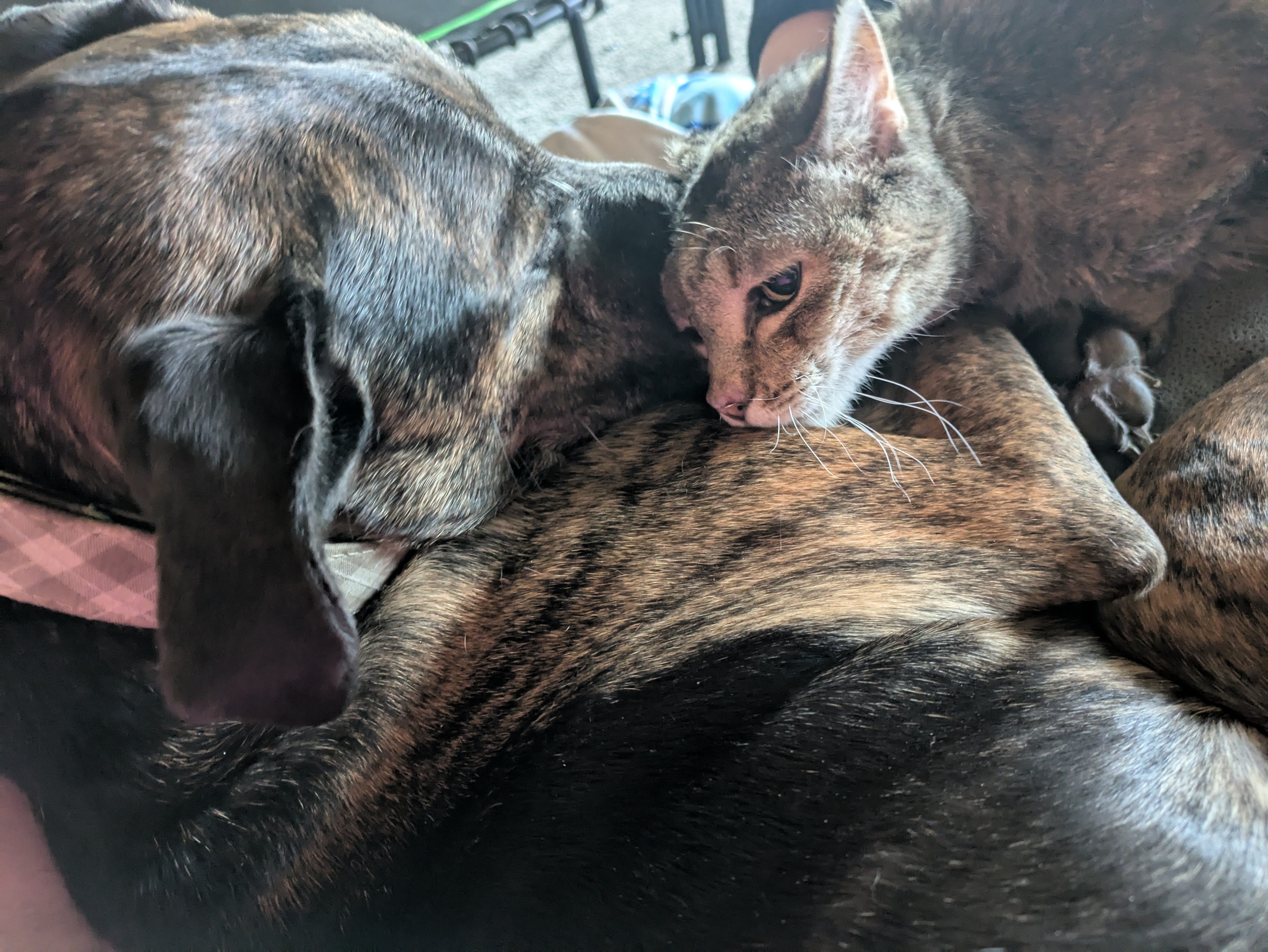 Cat not respecting a dog's personal space