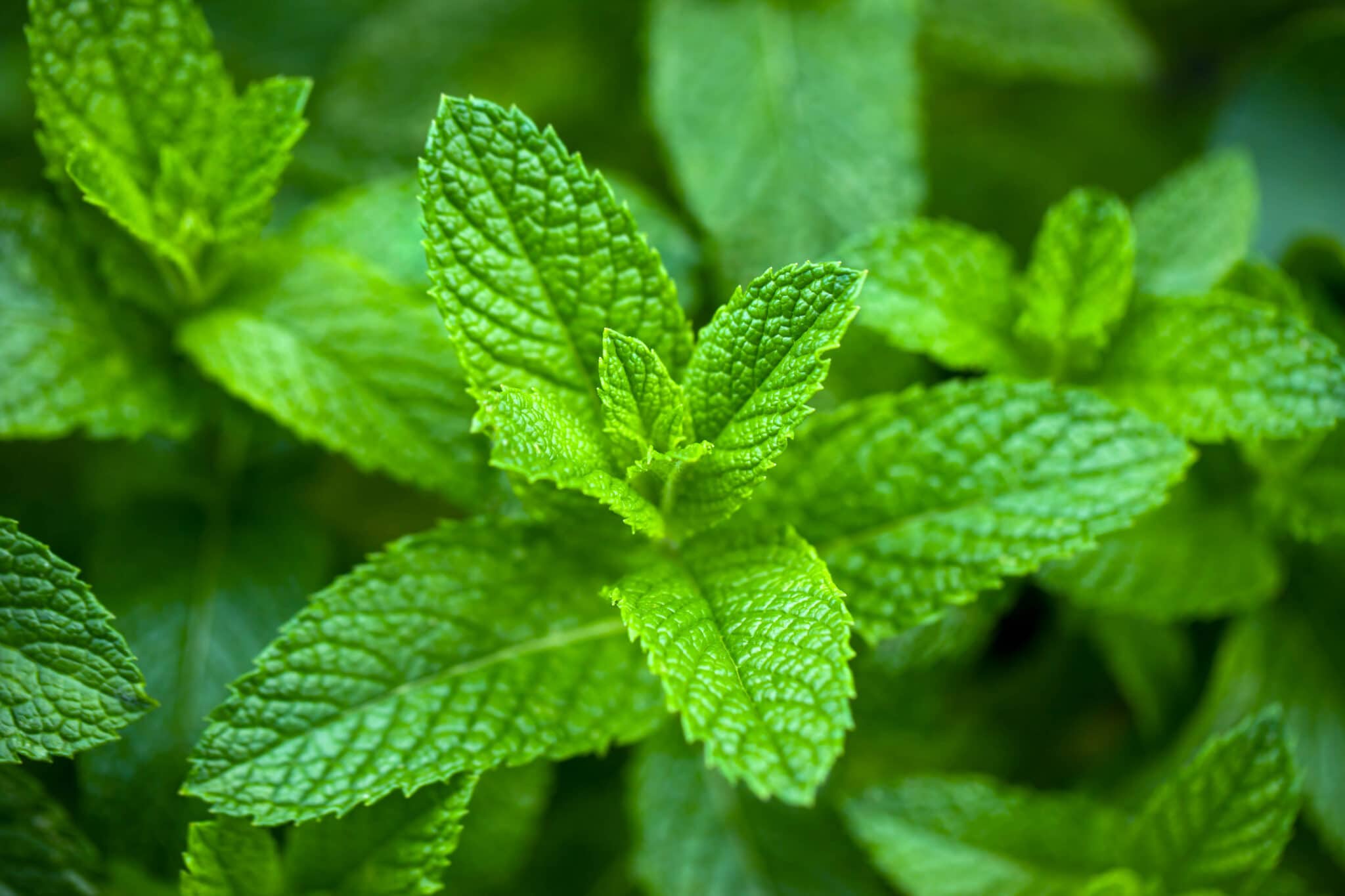 User banner