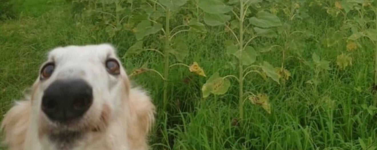 User banner