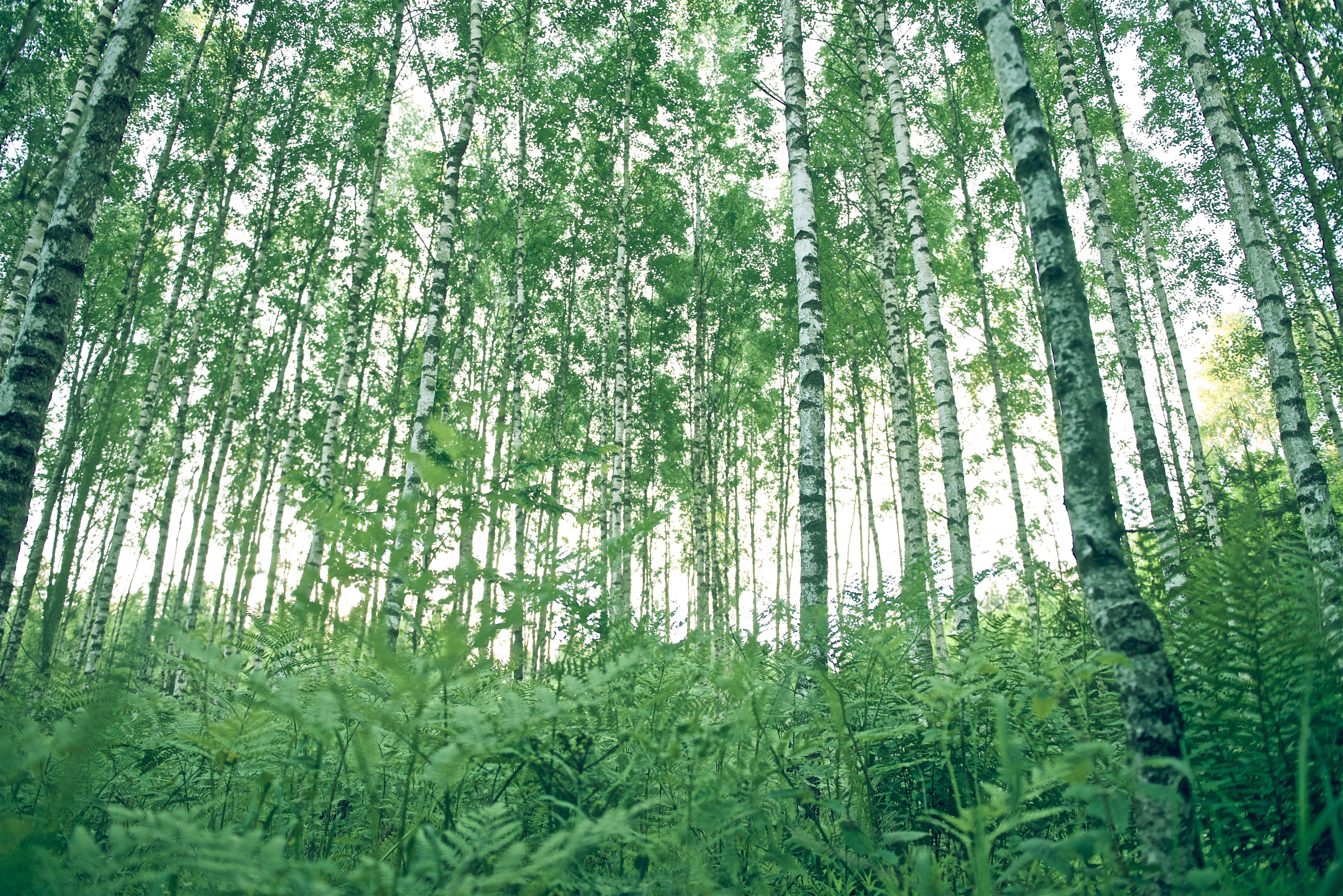 User banner