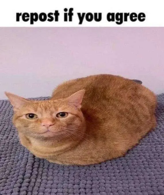 image of "cat"